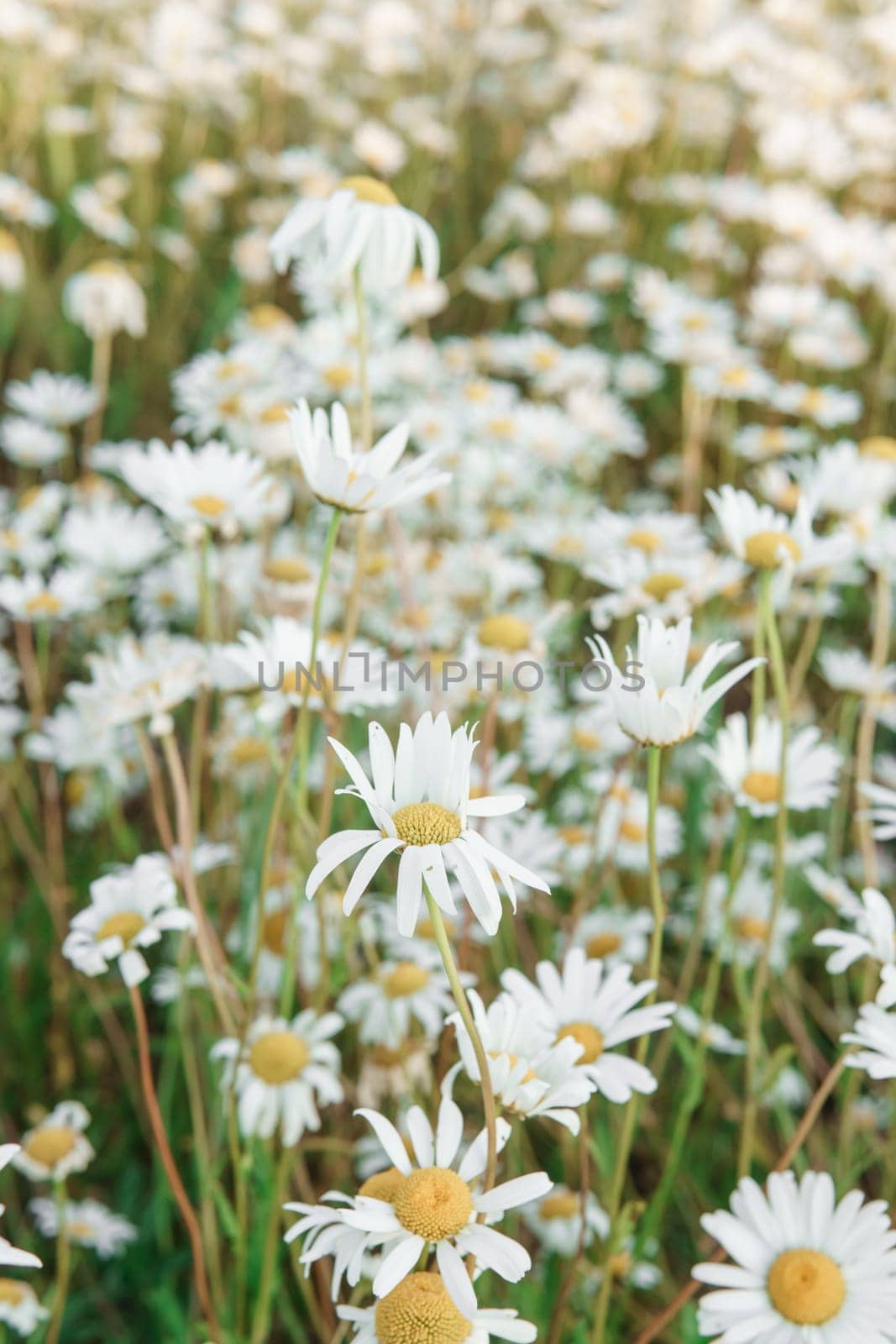 Chamomile flowers in close-up. A large field of flowering daisies. The concept of agriculture and the cultivation of useful medicinal herbs