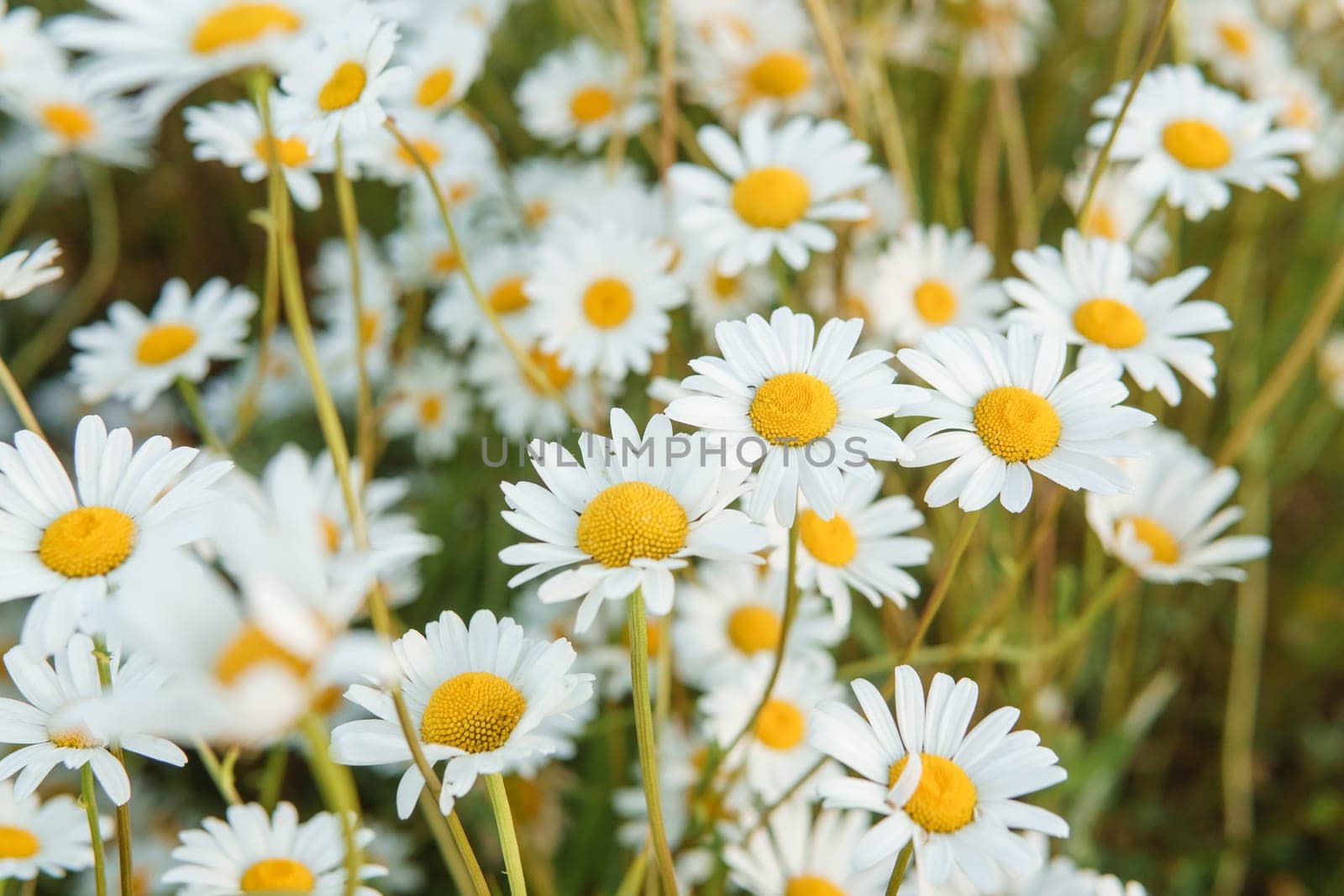 Chamomile flowers in close-up. A large field of flowering daisies. The concept of agriculture and the cultivation of useful medicinal herbs