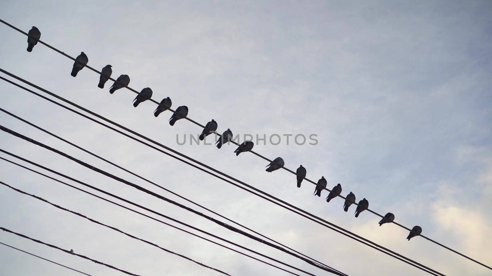 A flock of pigeons sit on wires against a blue cloudy sky. 4k