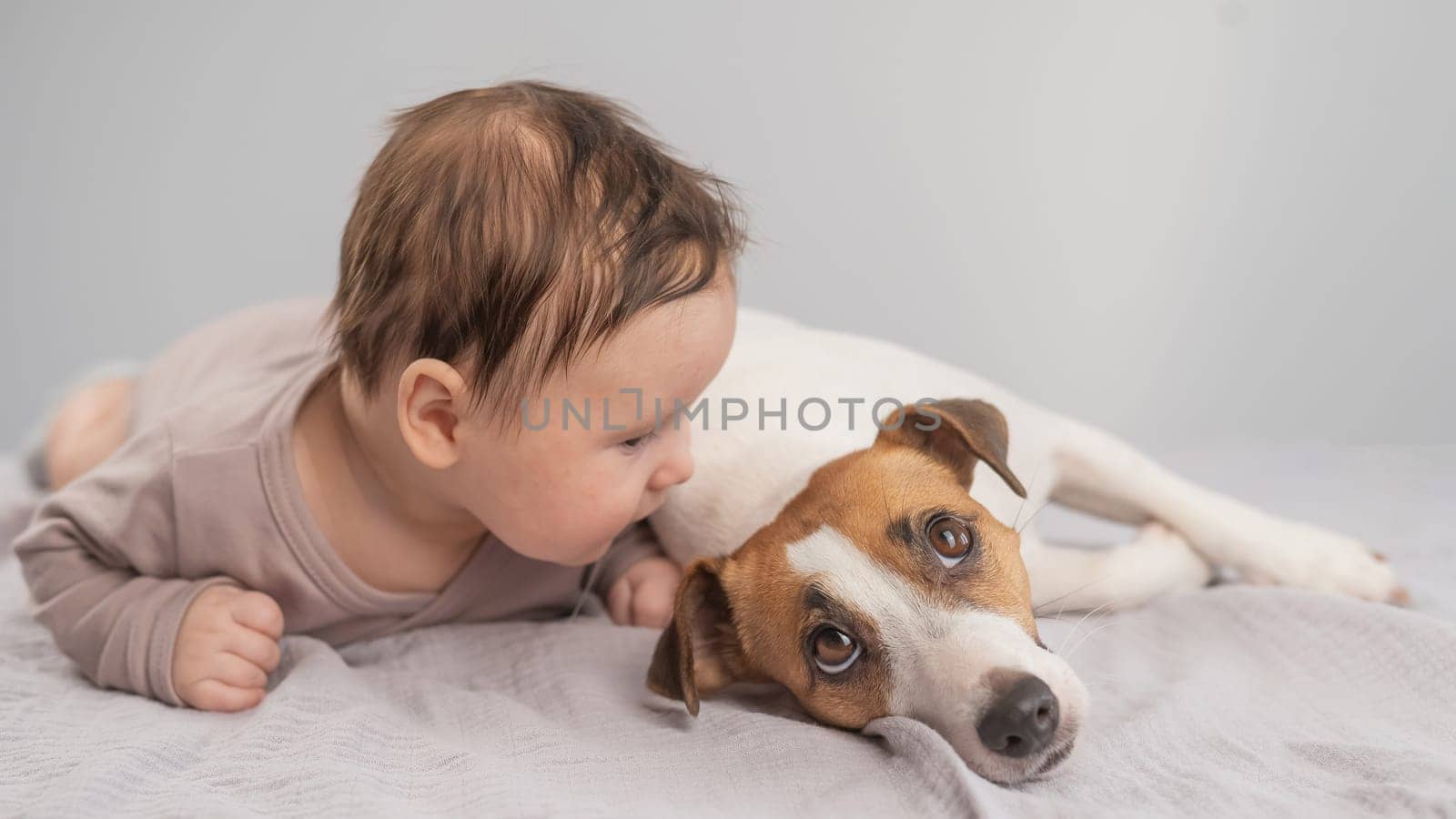 Portrait of a baby lying on his stomach and a Jack Russell Terrier dog