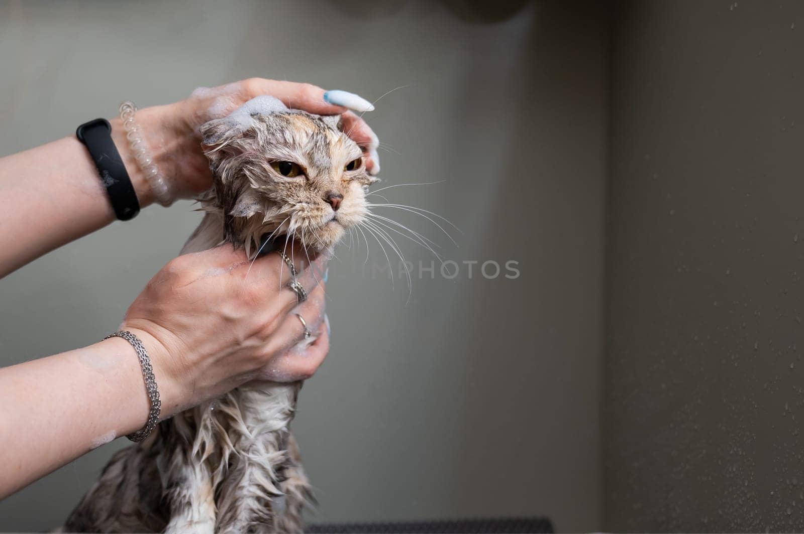 Woman shampooing a tabby gray cat in a grooming salon
