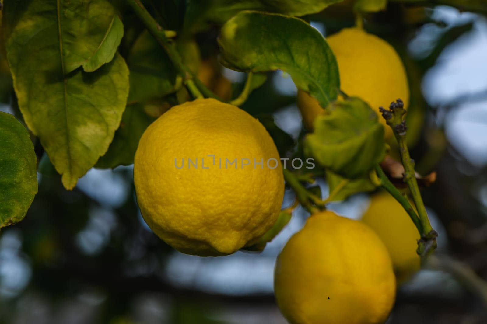 Bunch of Lemon fruit over green natural garden Blur background, Lemon fruit with leaves in blur background. 1