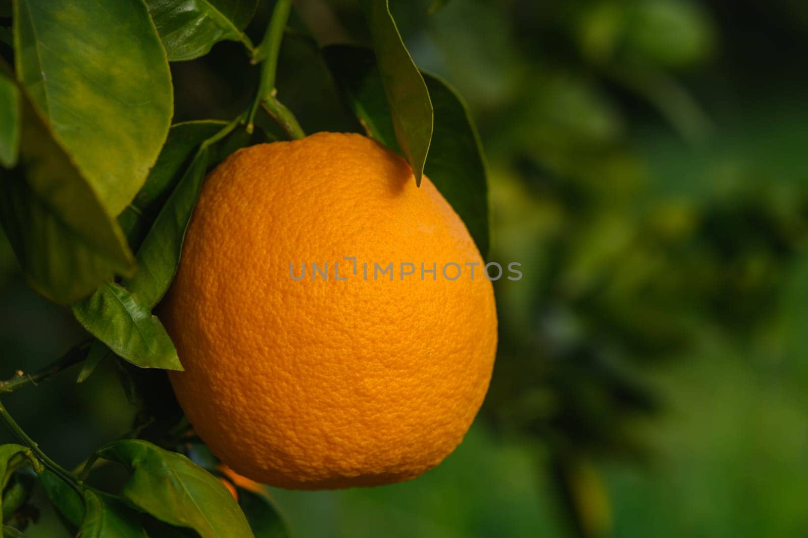 Close up of orange tree branch with ripe oranges 3