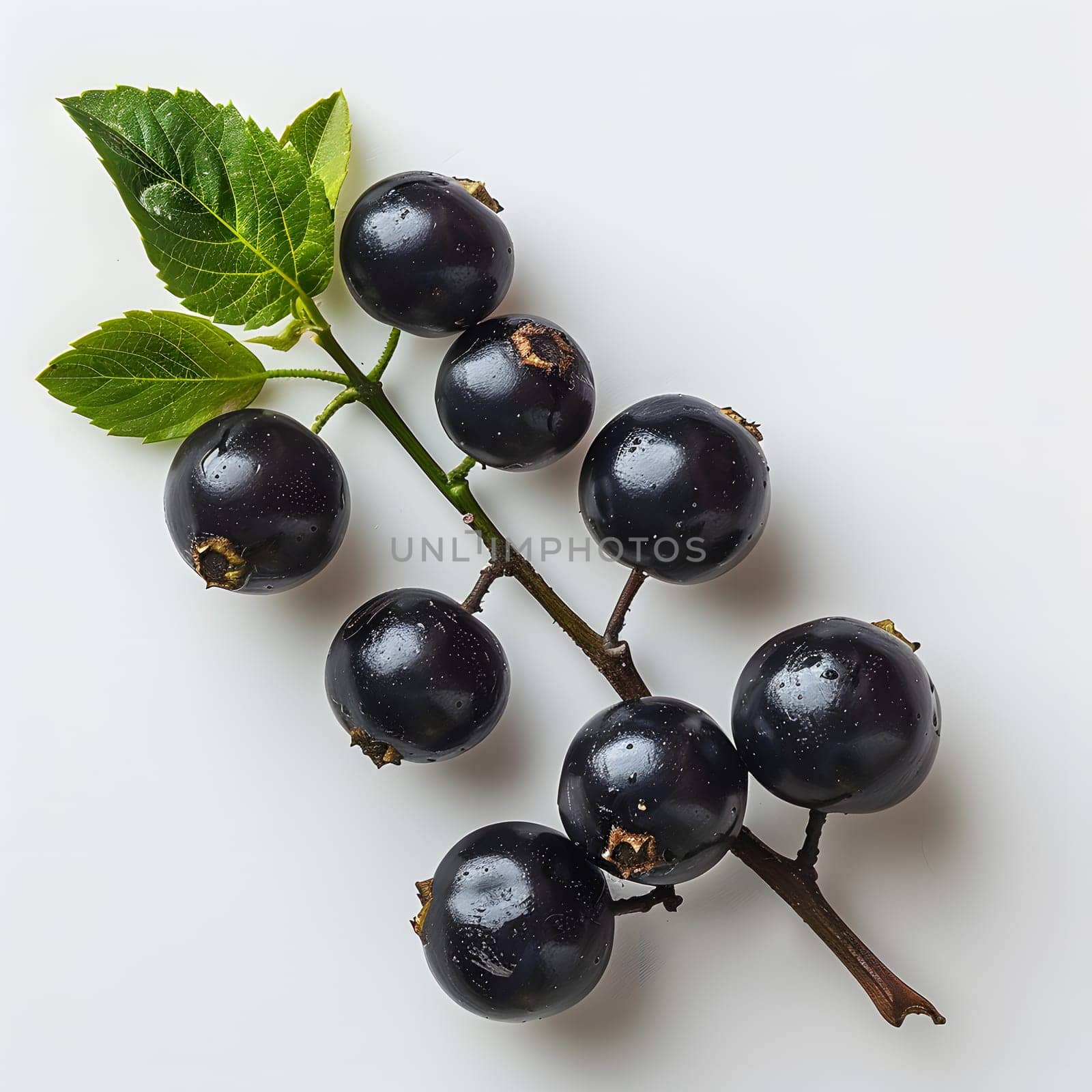 Black currants, a type of berrybearing fruit plant, are depicted in this elegant artwork with green leaves against a white background. A symbol of natural foods and beauty