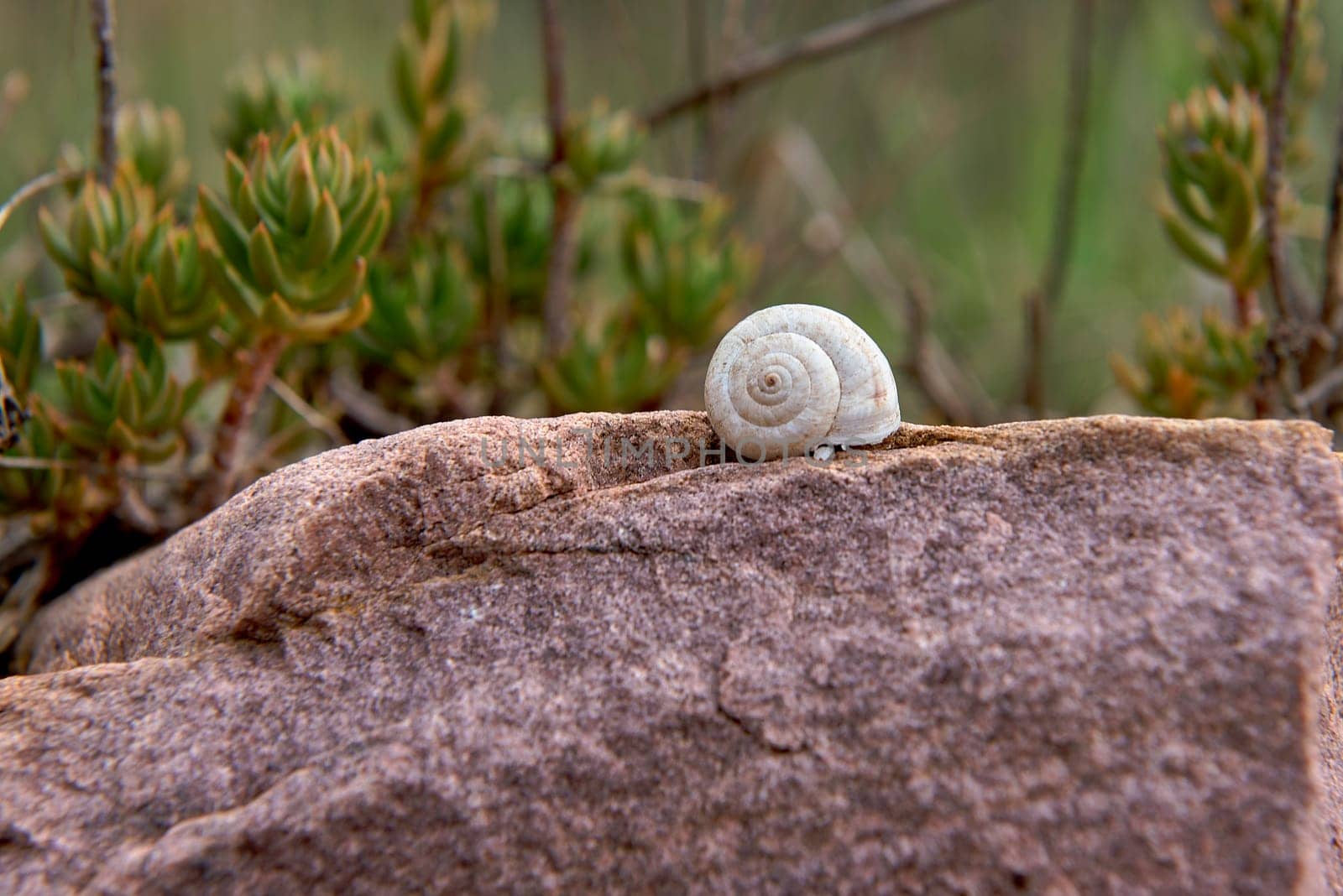 A white snail on stone and vegetation by raul_ruiz