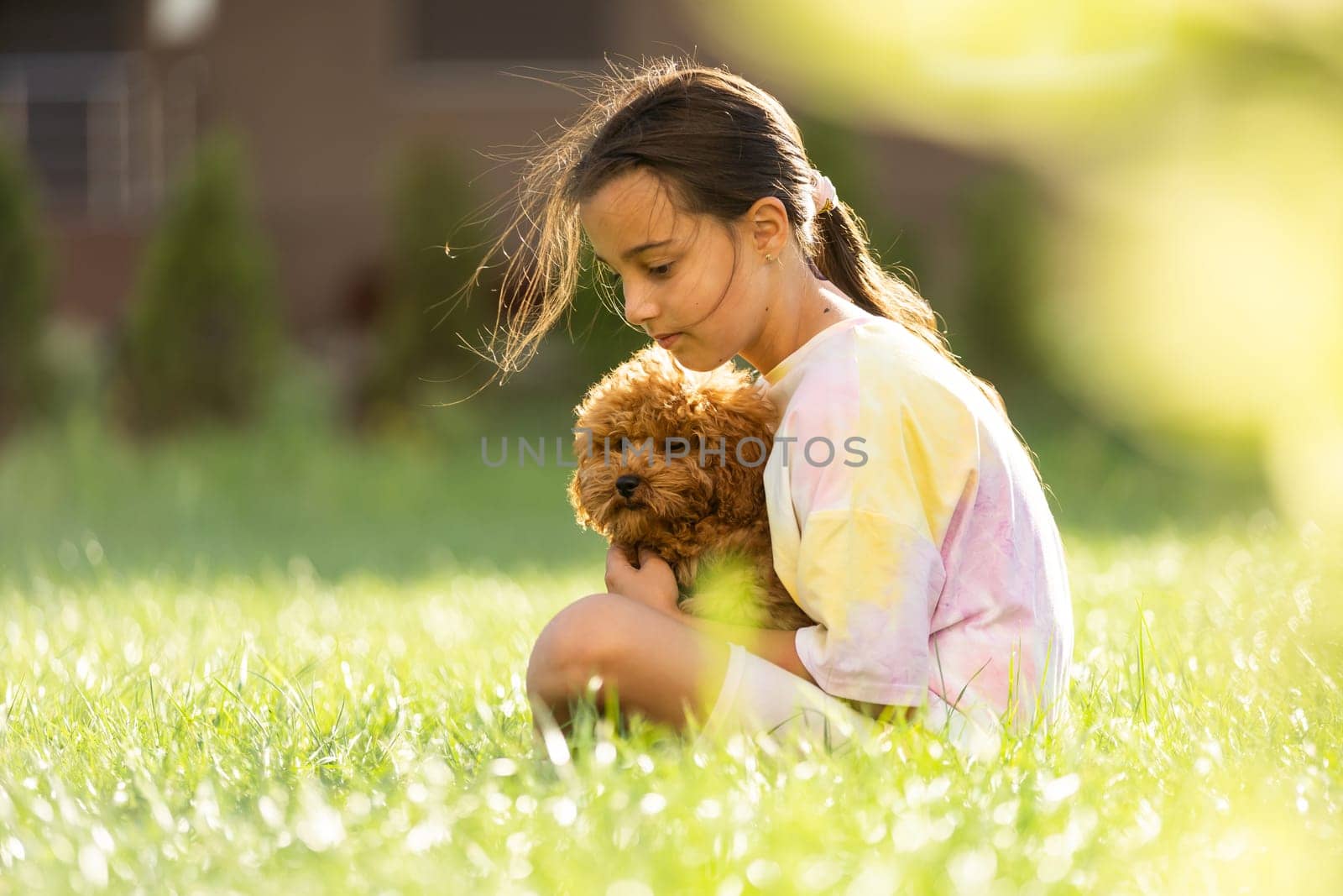 a little girl playing with her maltipoo dog a maltese-poodle breed.