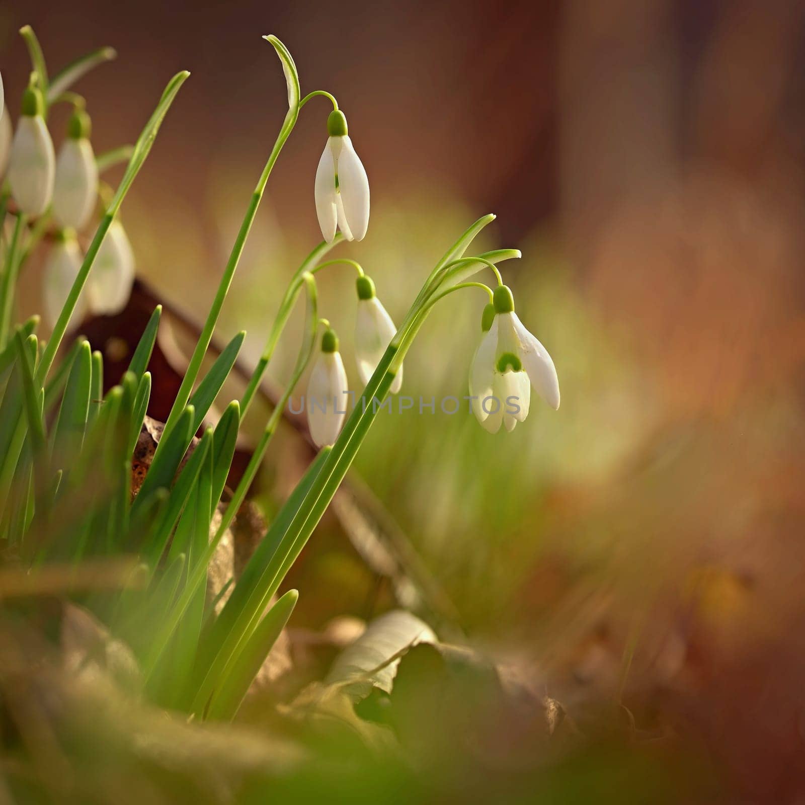 Spring flowers. Beautiful first spring plants - snowdrops. (Galanthus) A beautiful shot of nature in springtime. by Montypeter