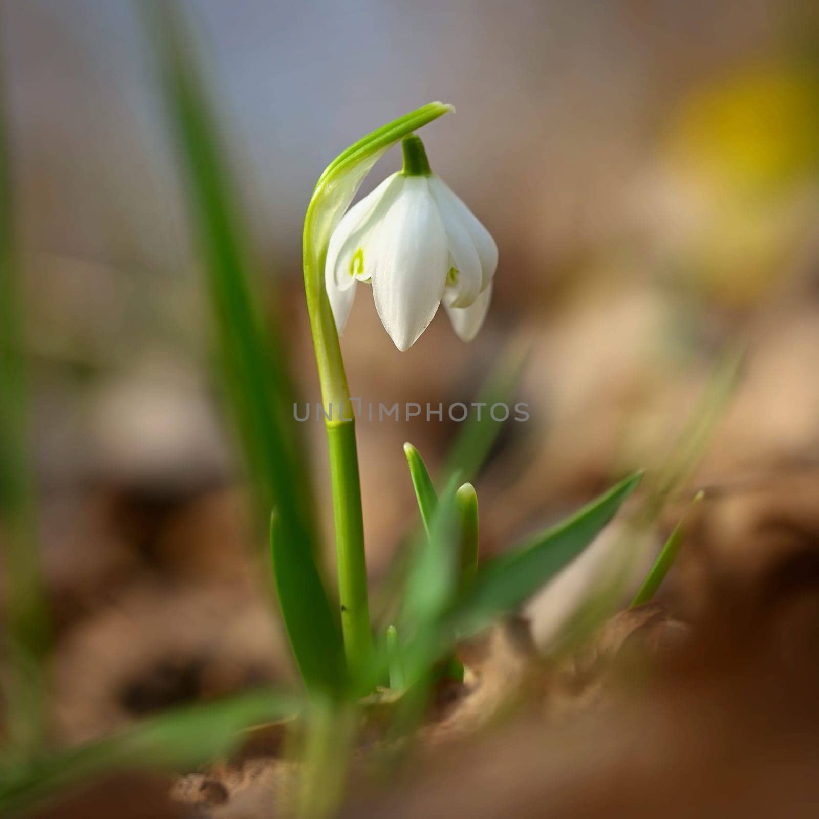 Spring flowers. Beautiful first spring plants - snowdrops. (Galanthus) A beautiful shot of nature in springtime.