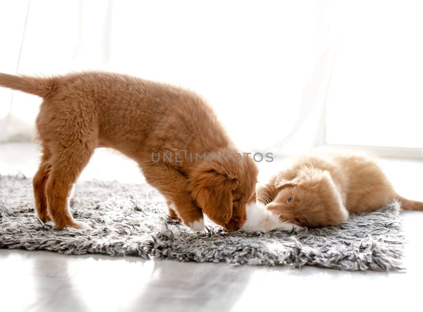 Two Toller Puppies In Bright Room With Fluffy Toy by tan4ikk1