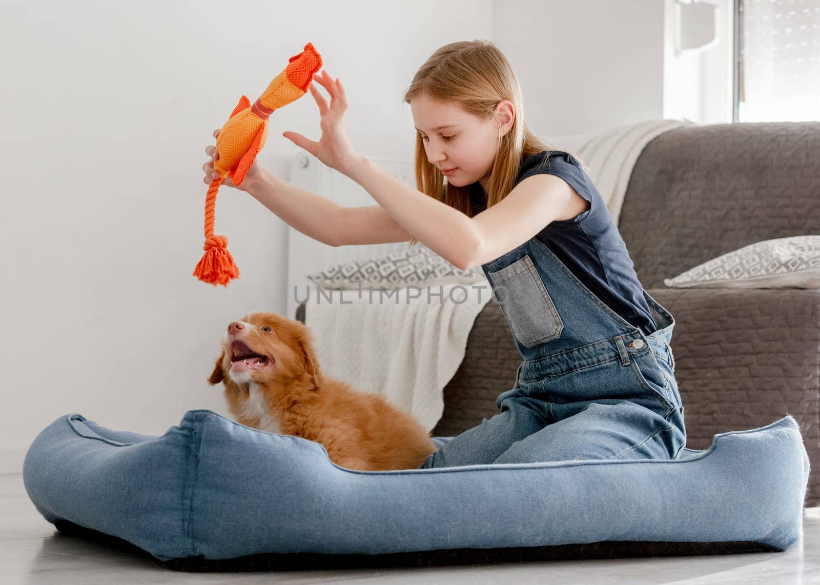 Little Girl Plays With Toller Puppy Using Orange Duck Toy In Dog Bed, A Nova Scotia Duck Tolling Retriever