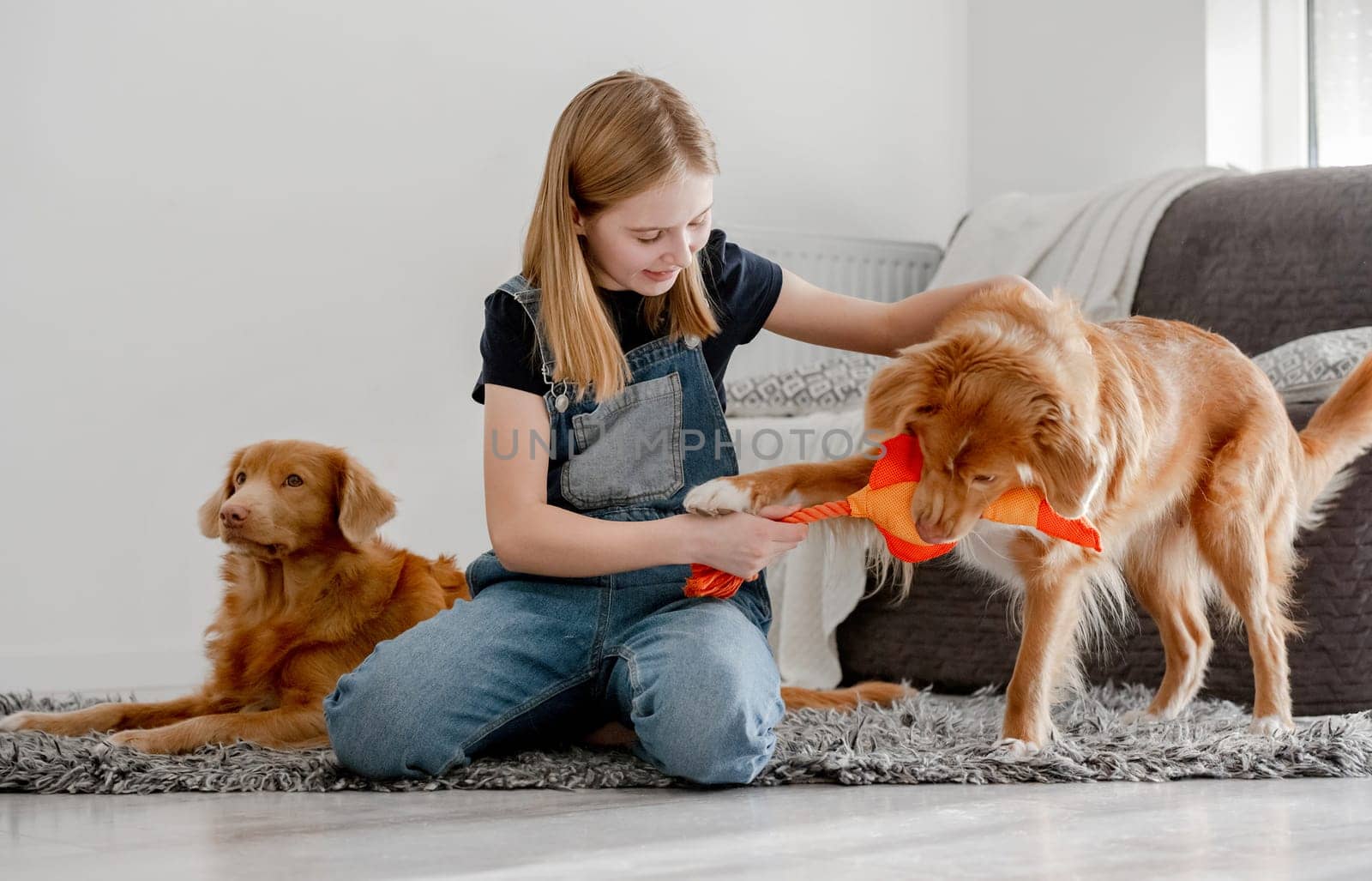 Girl Plays With Two Nova Scotia Retrievers At Home On The Floor With A Duck Toy, Nova Scotia Retriever Toller