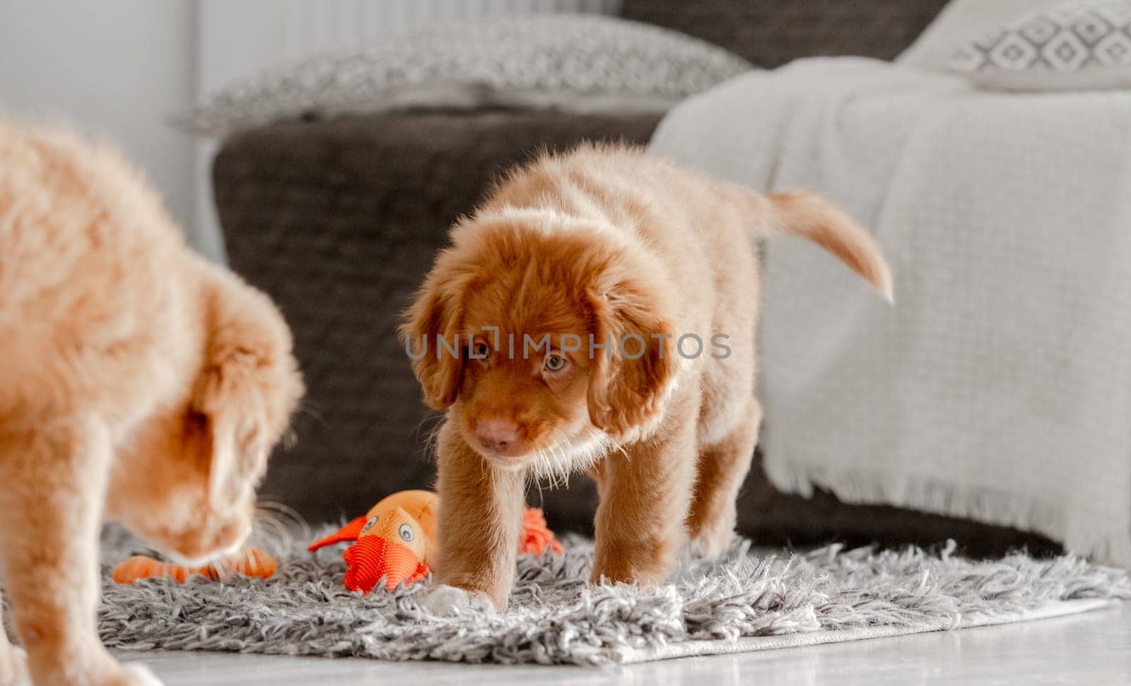 Two Toller Puppies In Bright Room by tan4ikk1