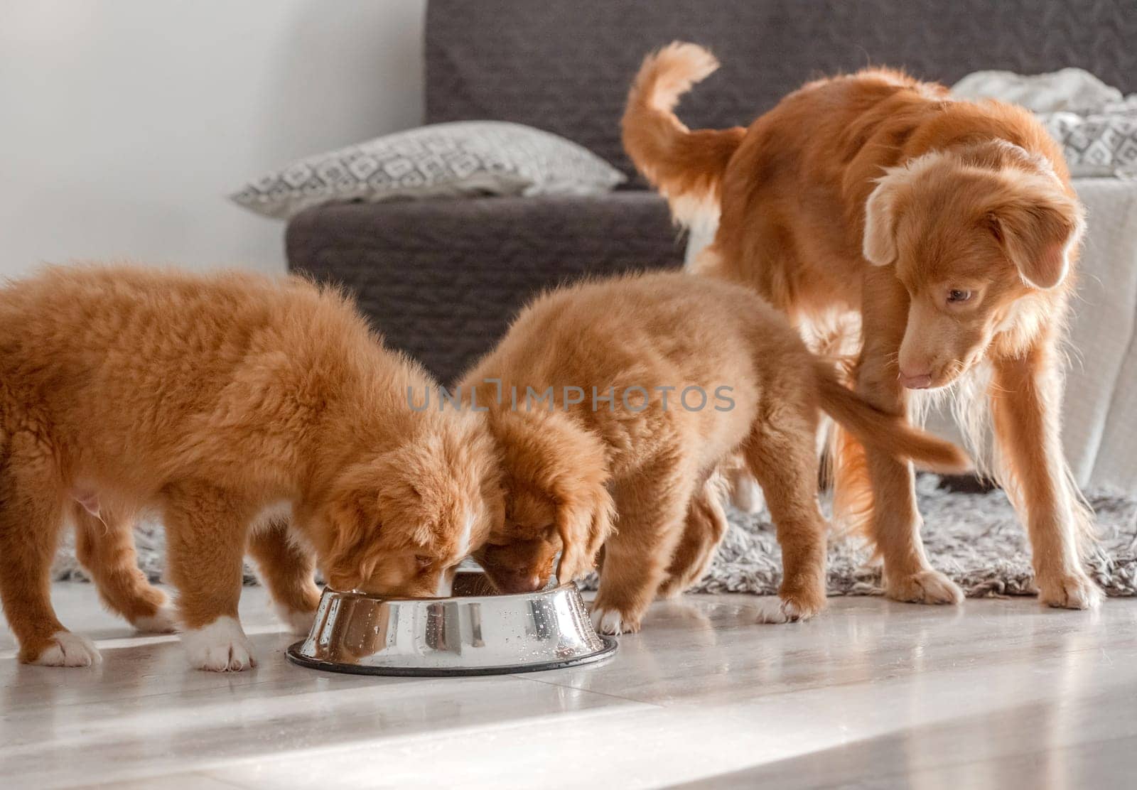Three Toller Puppies Drinking From One Bowl At Home by tan4ikk1