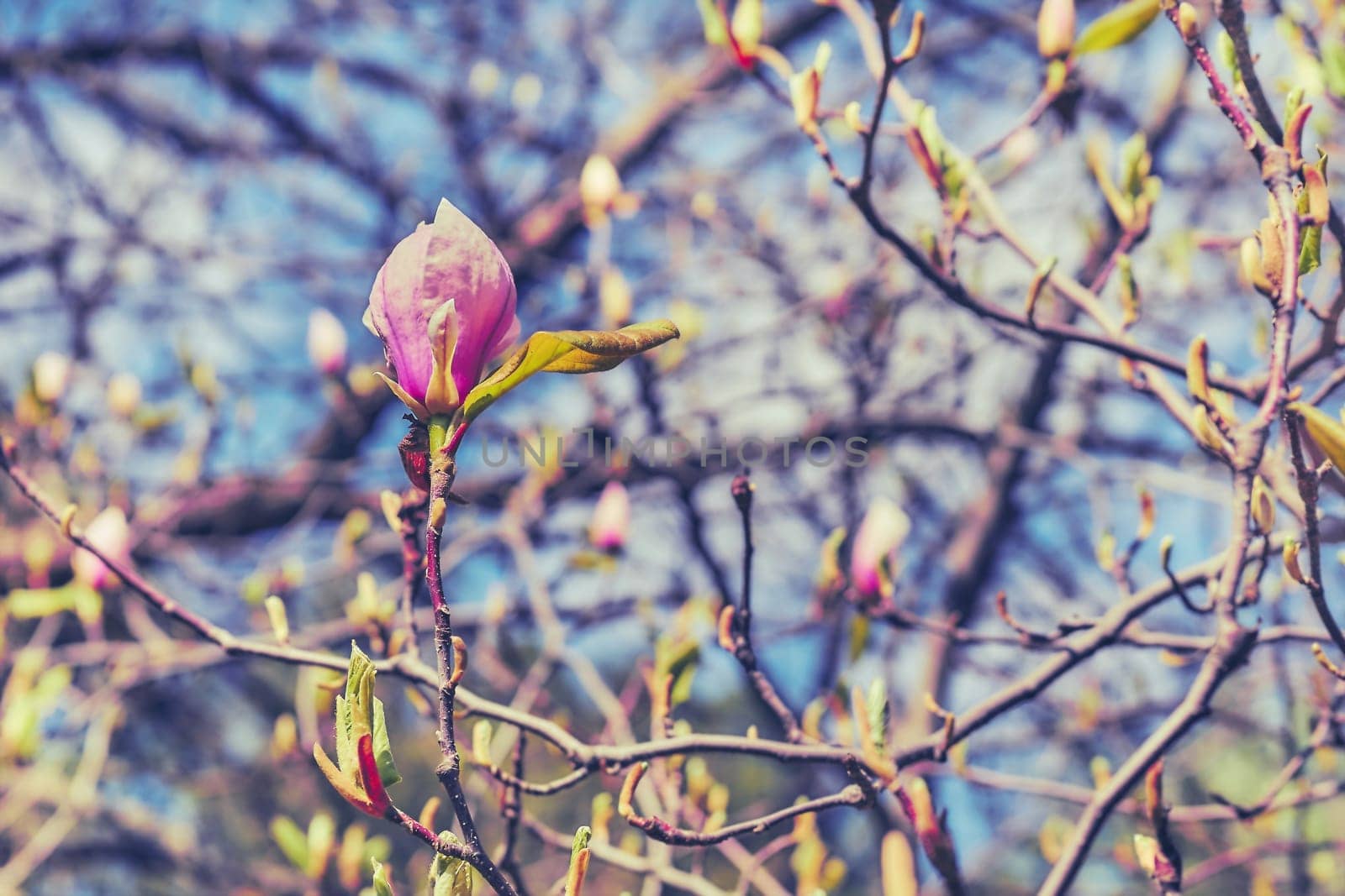 Cute magenta spring pink magnolia flowers in forest park garden. Sky by jovani68