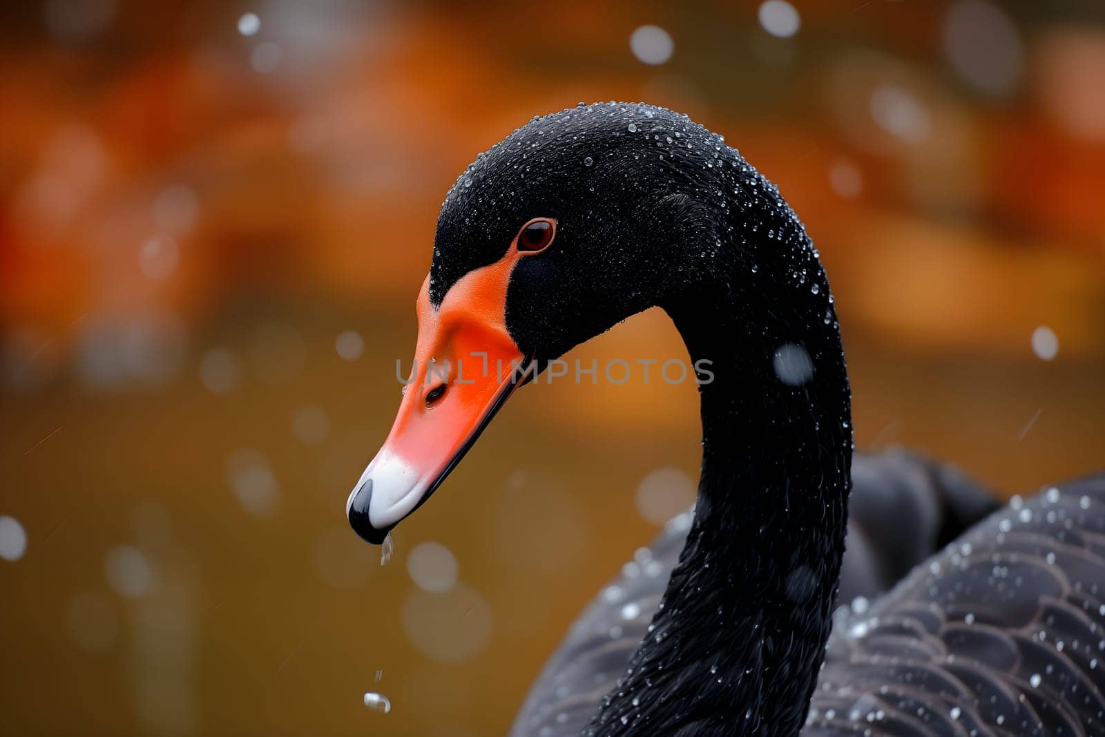 Black swan on water surface, close up by z1b