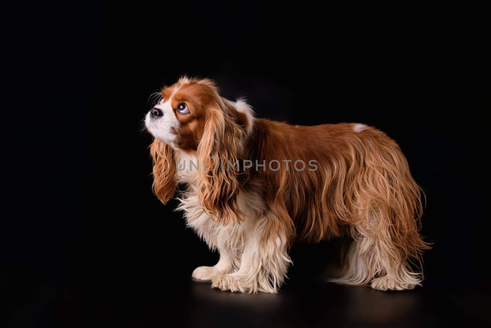 Unwashed, overgrown Cavalier Charles spaniel dog on a black background