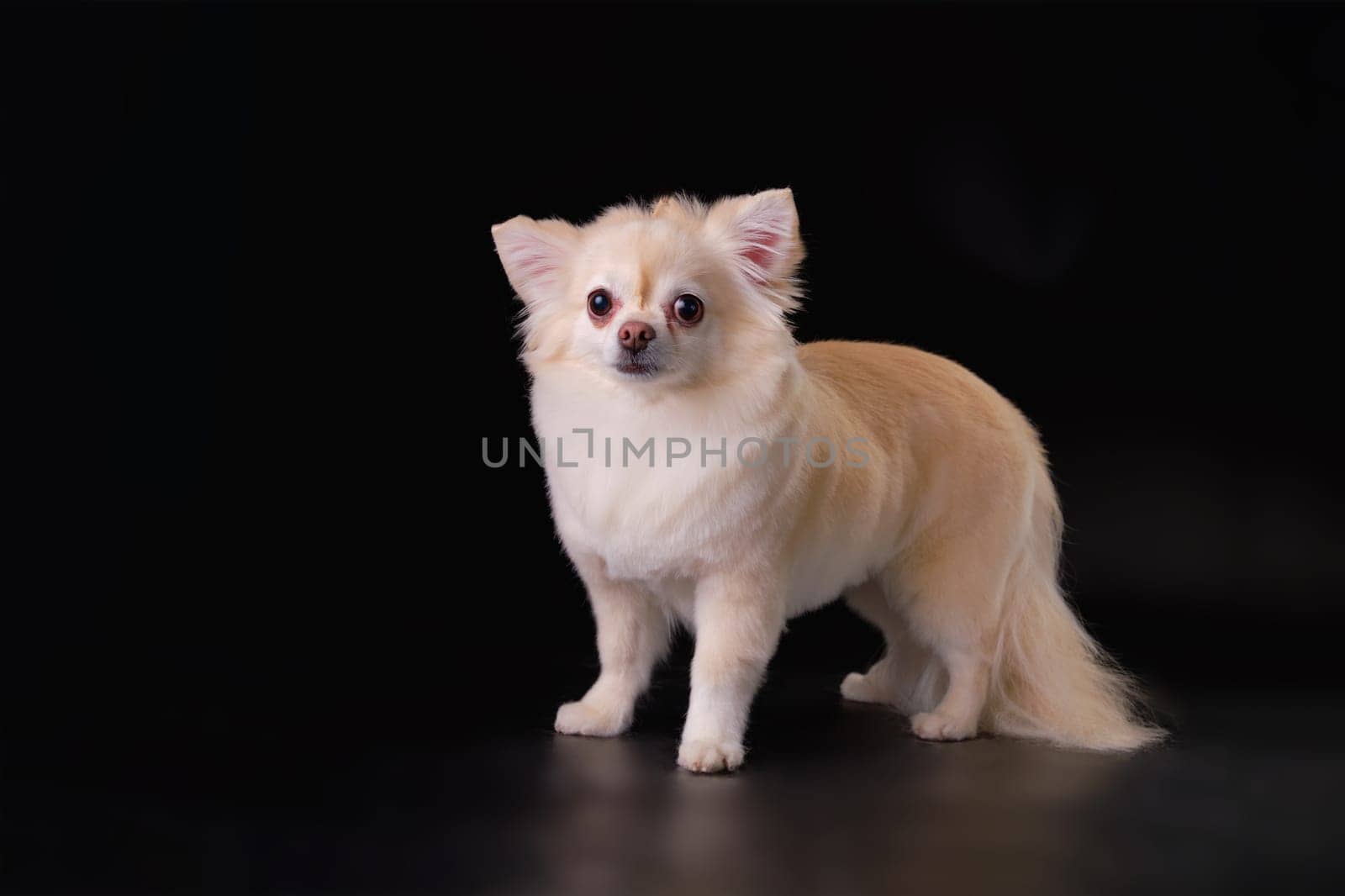Chihuahua long-haired standing in front of a black background after the procedure of express molting and washing