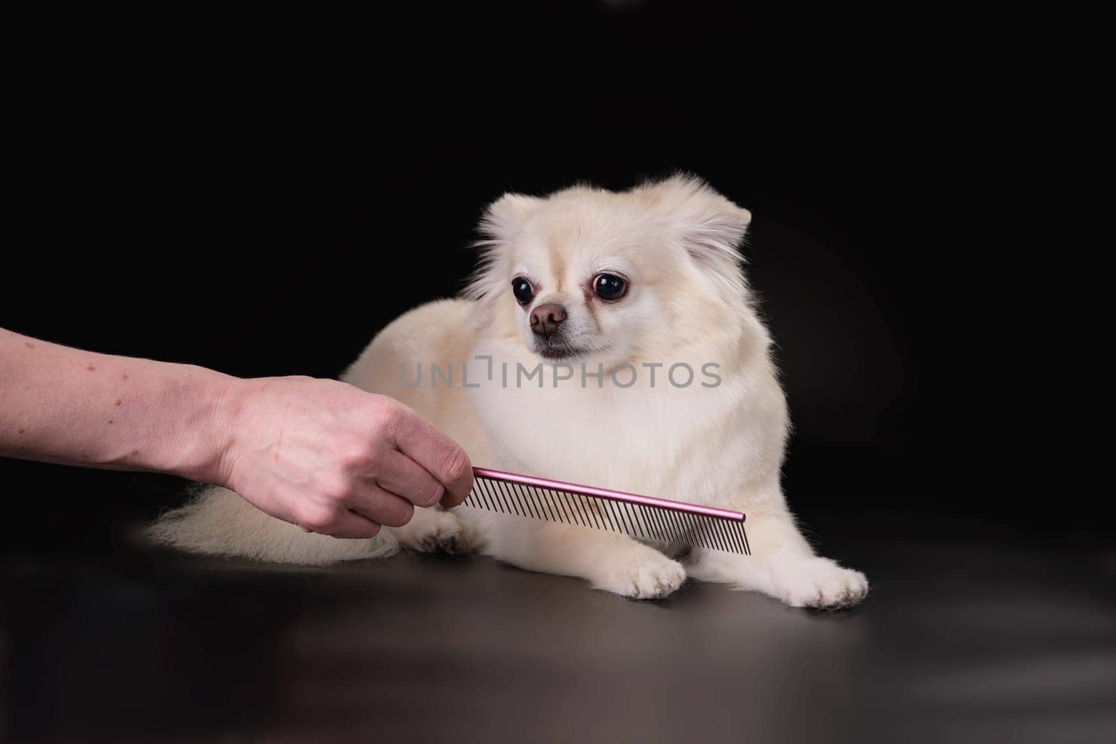 A woman's hand combs the hair of a Chihuahua dog on a black background