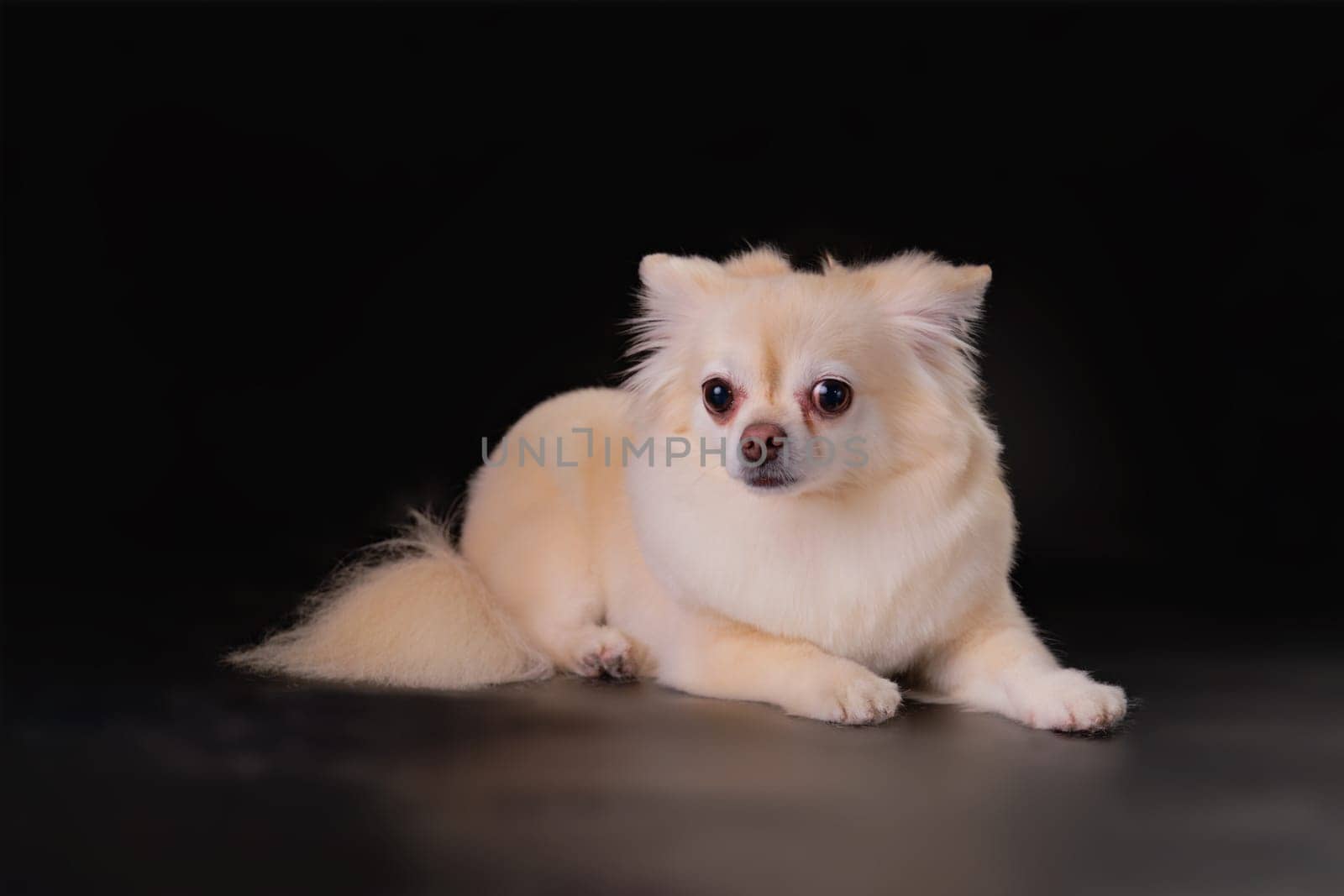 Chihuahua dog lying on a black background