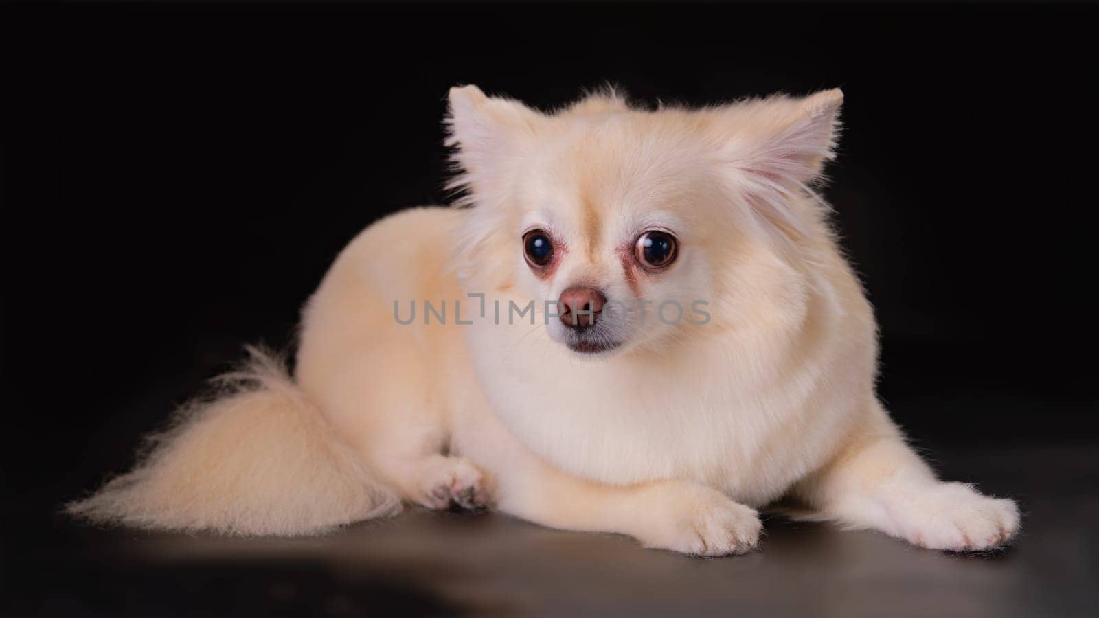 Chihuahua dog lying on a black background in close-up. Studio photo