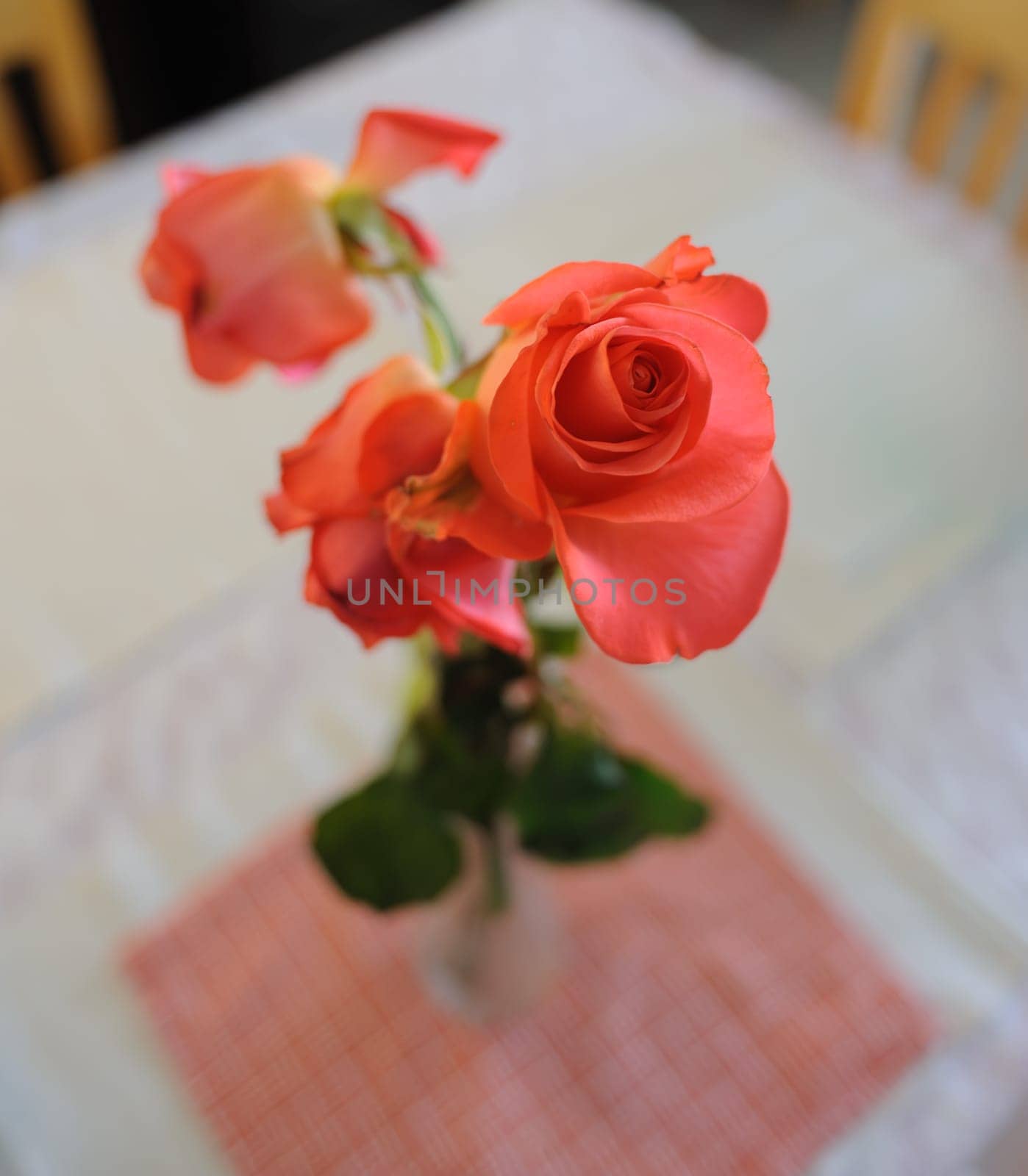 Marcescent scarlet roses on a table. Close up image of flowers by Imagenet
