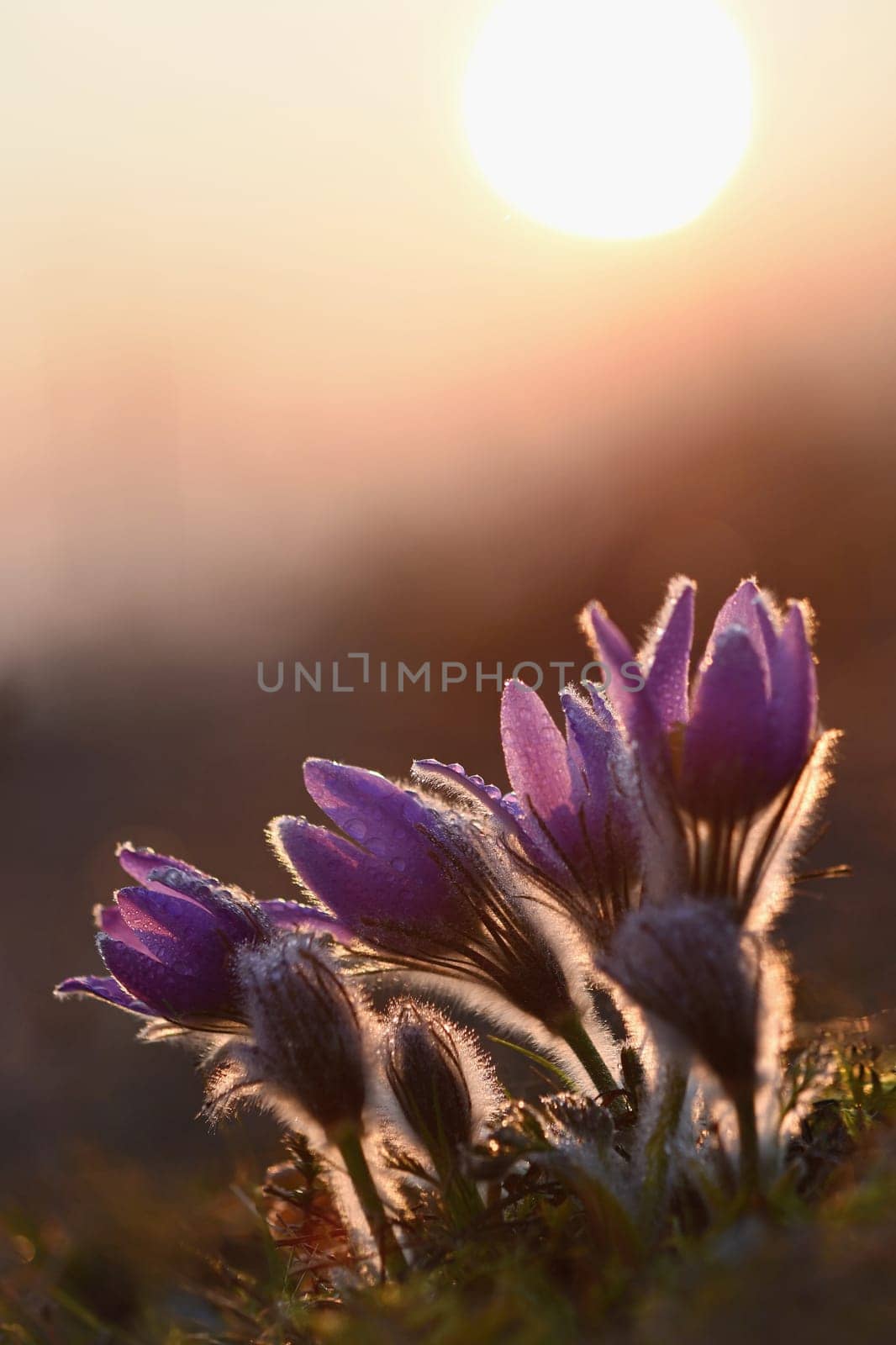 Spring background with flowers in meadow. Pasque Flower (Pulsatilla grandis) by Montypeter