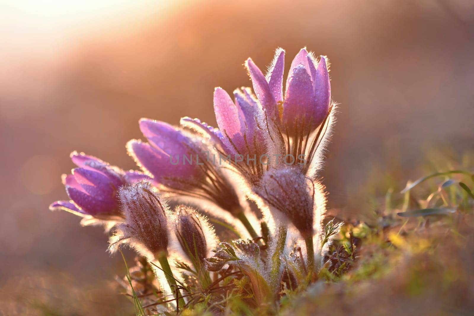 Spring background with flowers in meadow. Pasque Flower (Pulsatilla grandis) by Montypeter