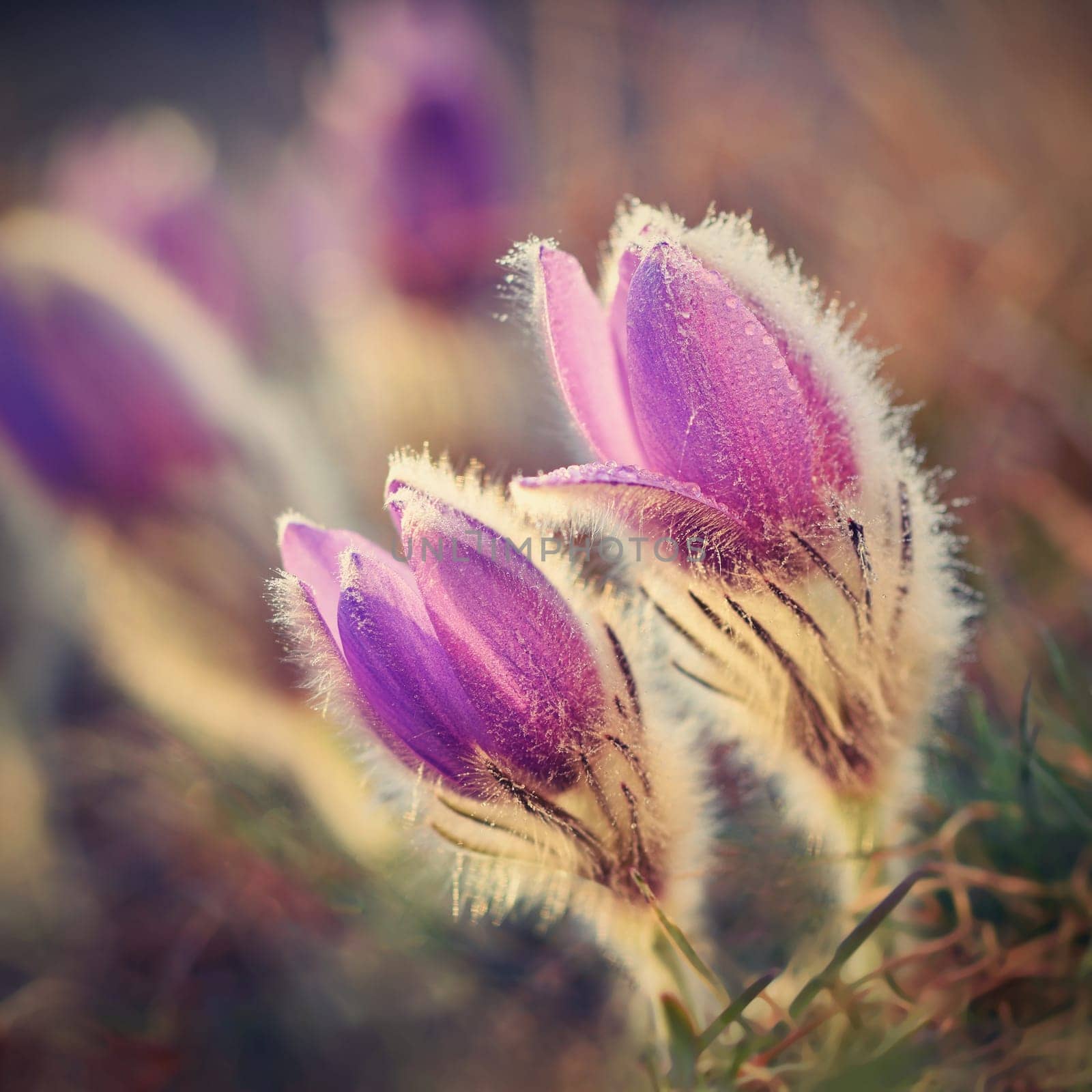 Spring background with flowers in meadow. Pasque Flower (Pulsatilla grandis)