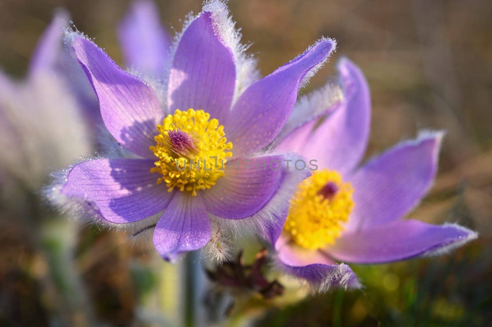 Spring background with flowers in meadow. Pasque Flower (Pulsatilla grandis)