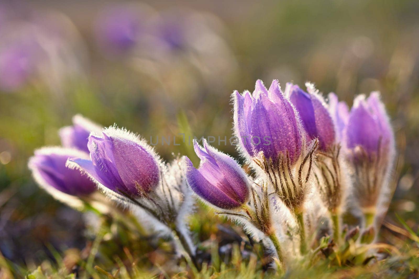 Spring background with flowers in meadow. Pasque Flower (Pulsatilla grandis)