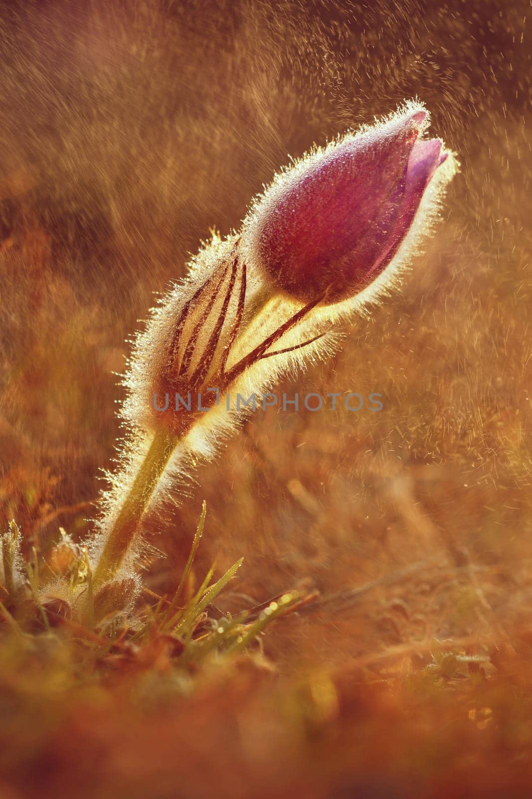 Spring background with flowers in meadow. Pasque Flower (Pulsatilla grandis)