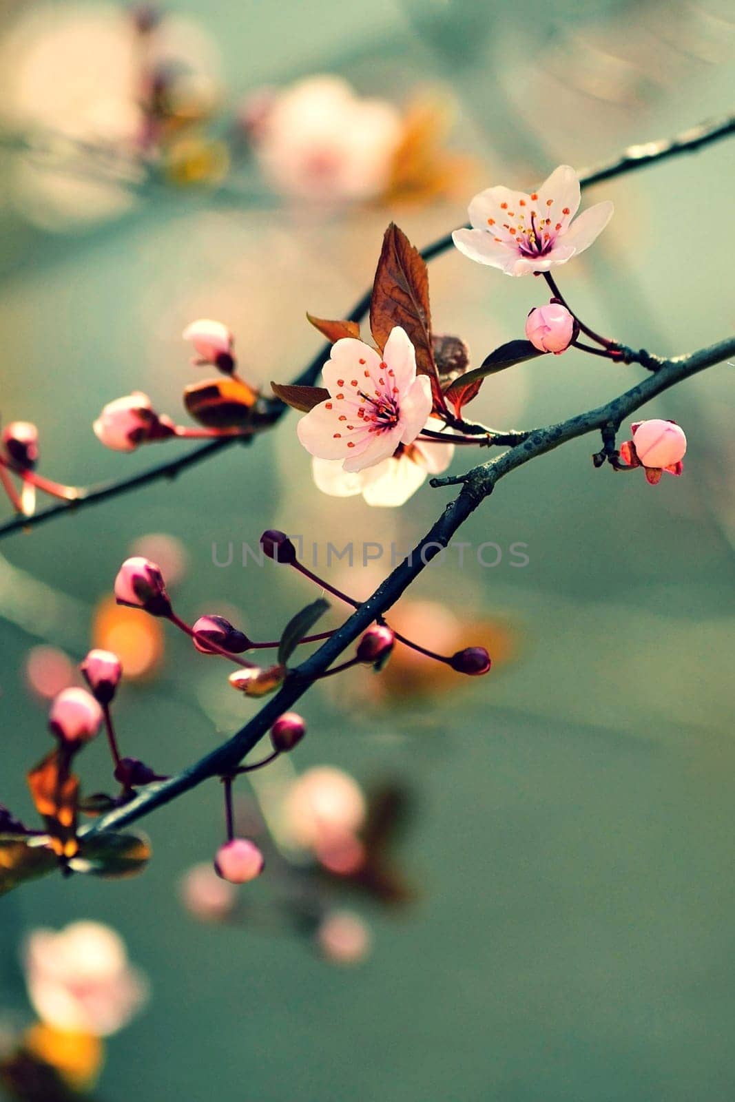 Springtime - Beautiful flowering Japanese cherry - Sakura. Background with flowers on a spring day. by Montypeter