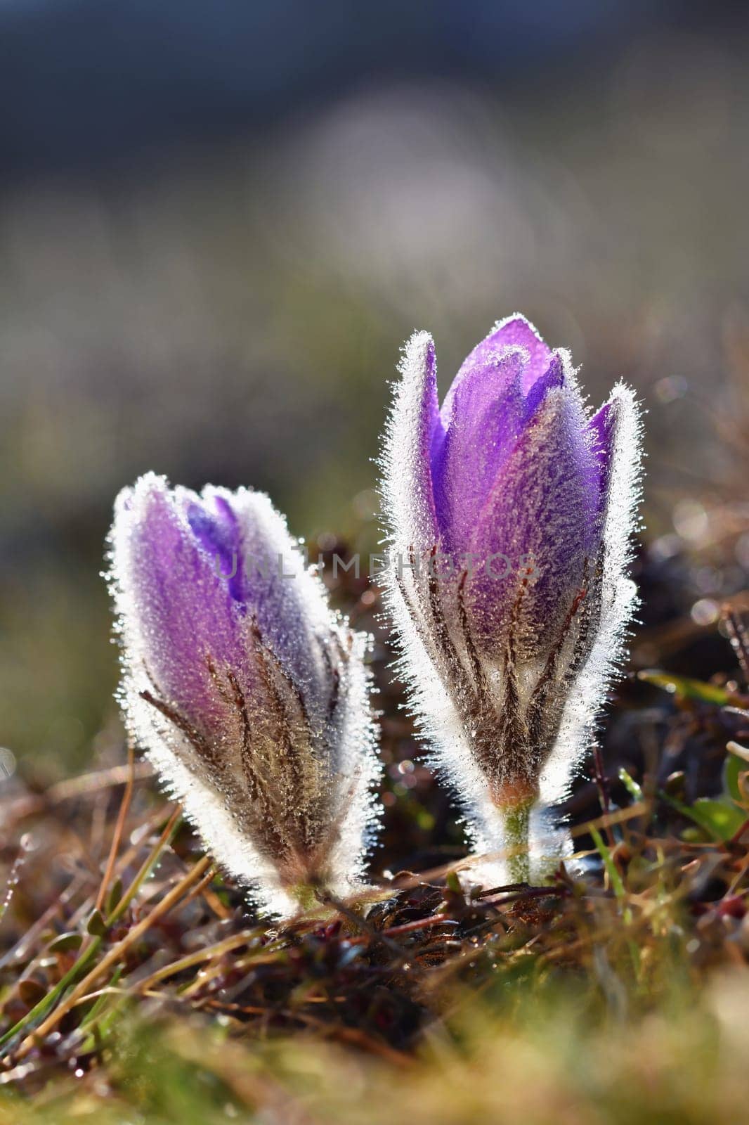 Spring background with flowers in meadow. Pasque Flower (Pulsatilla grandis) by Montypeter