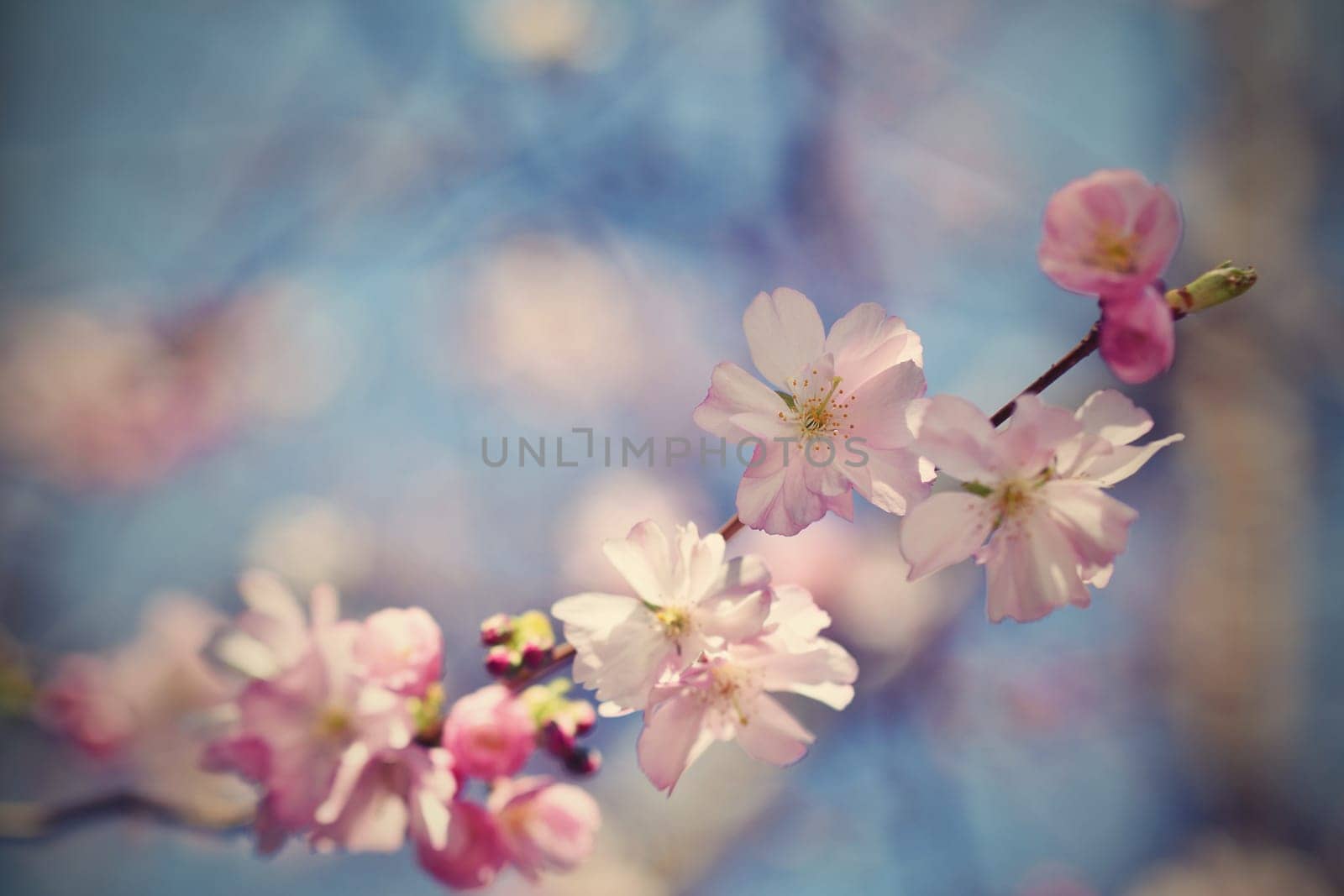 Spring flowers. Beautifully blossoming tree branch. Cherry - Sakura and sun with a natural colored background.