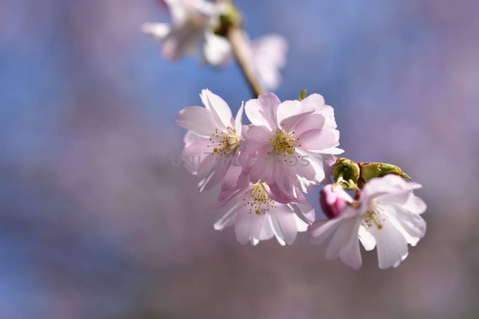 Spring flowers. Beautifully blossoming tree branch. Cherry - Sakura and sun with a natural colored background. by Montypeter