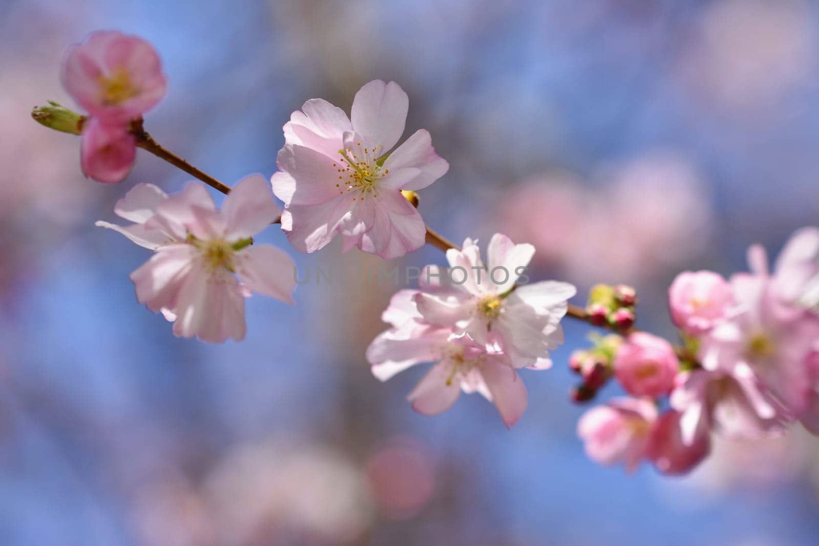 Spring flowers. Beautifully blossoming tree branch. Cherry - Sakura and sun with a natural colored background.