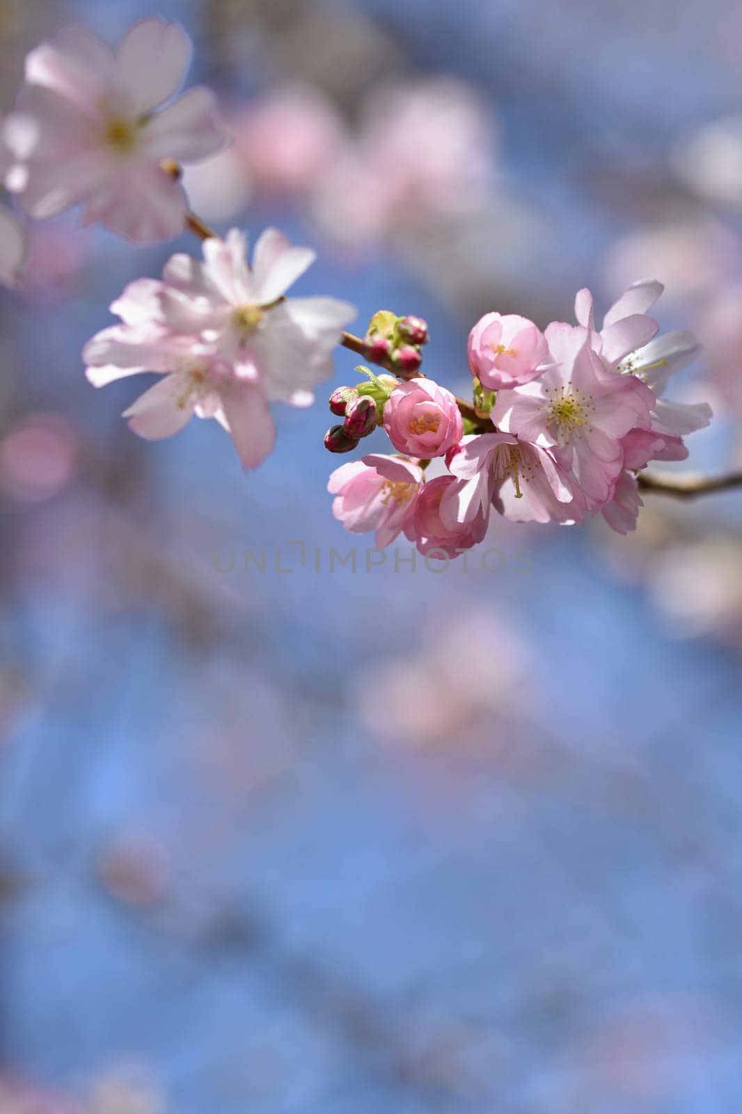 Spring flowers. Beautifully blossoming tree branch. Cherry - Sakura and sun with a natural colored background.