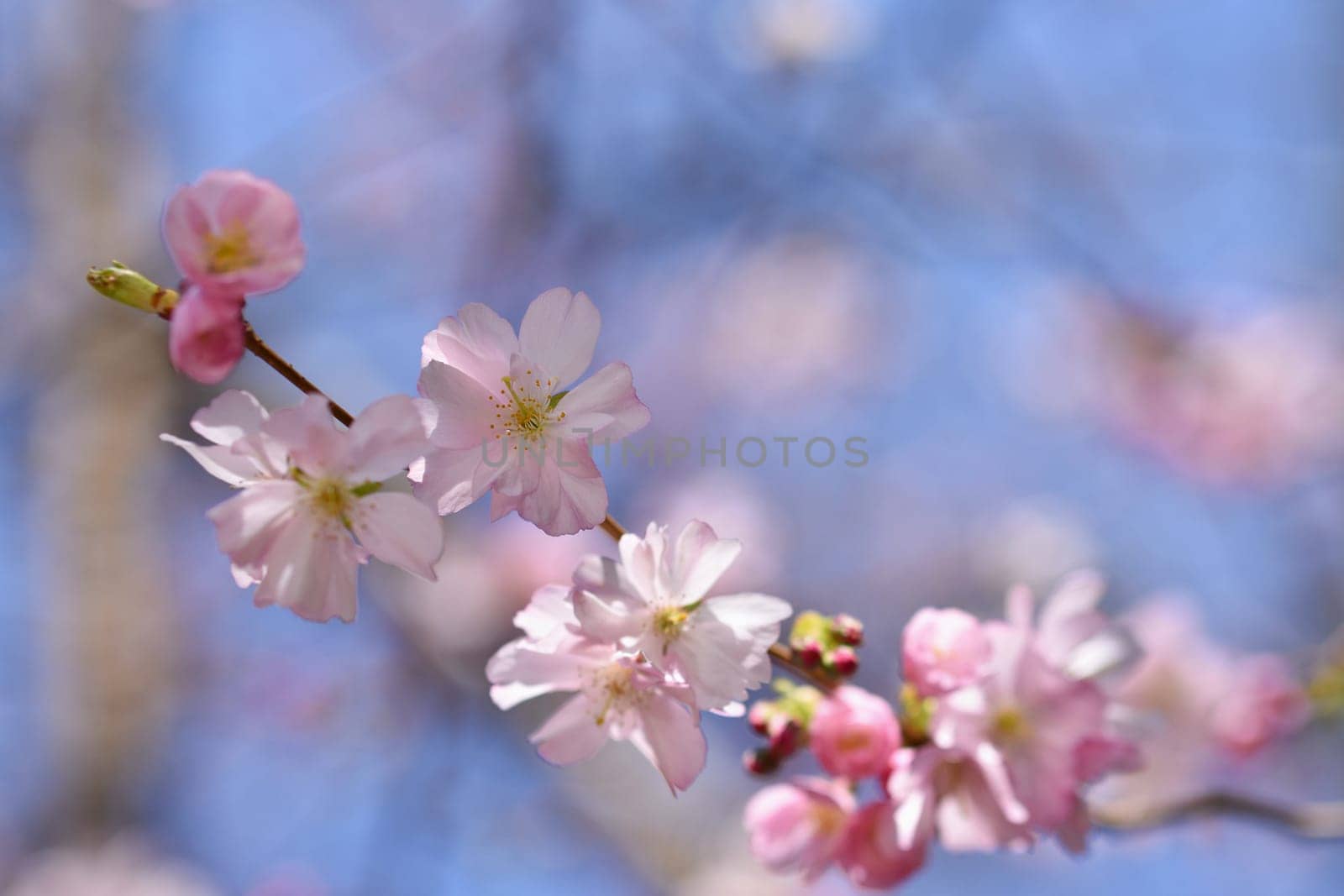 Spring flowers. Beautifully blossoming tree branch. Cherry - Sakura and sun with a natural colored background.