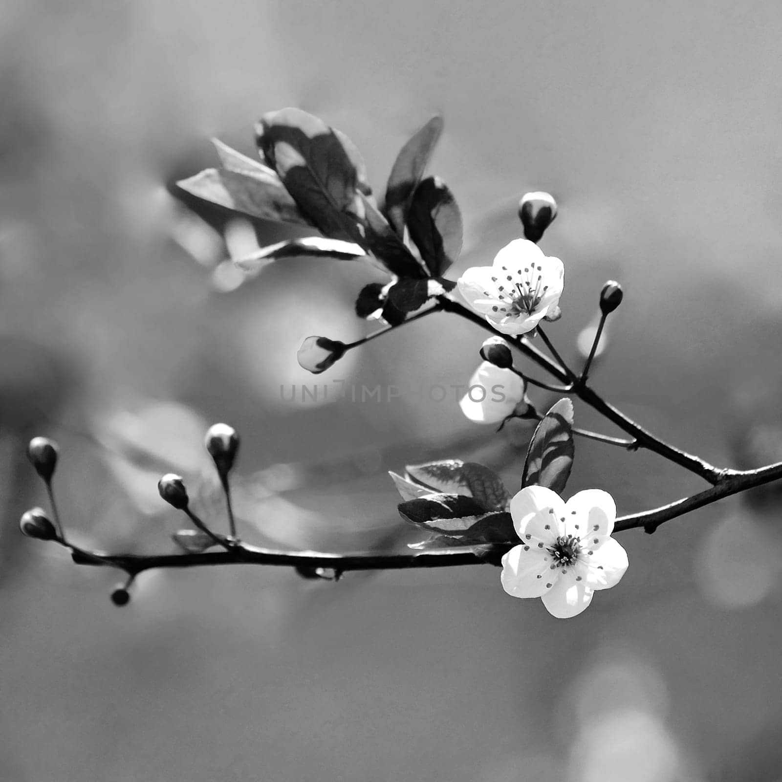 Springtime - Beautiful flowering Japanese cherry - Sakura. Background with flowers on a spring day.