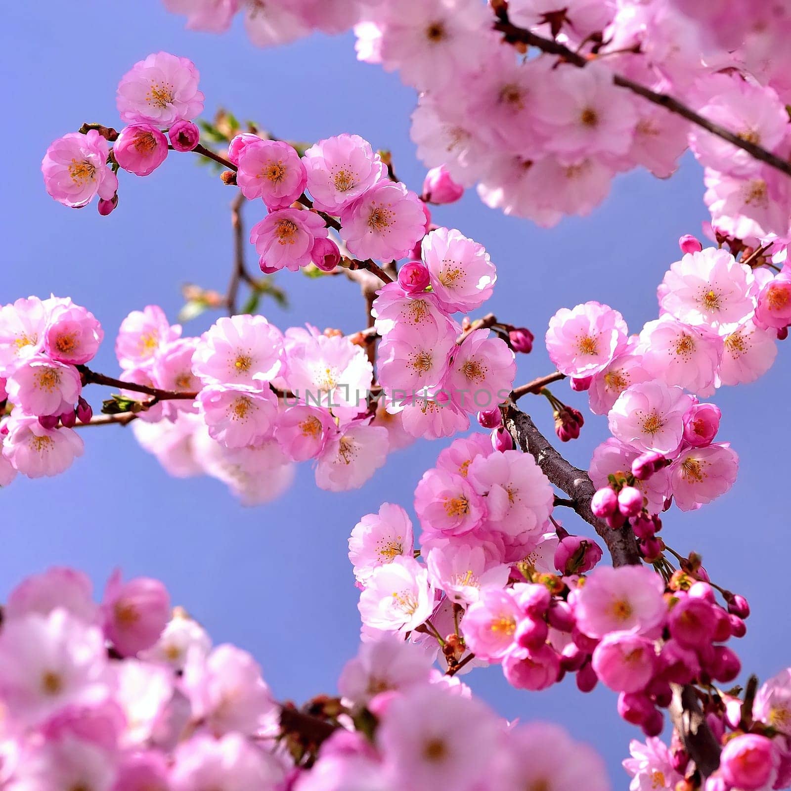 Springtime - Beautiful flowering Japanese cherry - Sakura. Background with flowers on a spring day. by Montypeter