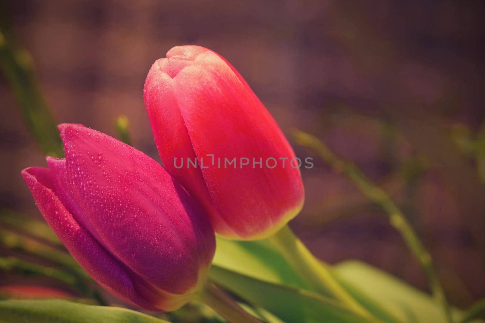 Spring background with flowers. Beautiful colorful tulip on a sunny day. Nature photography in spring time. by Montypeter