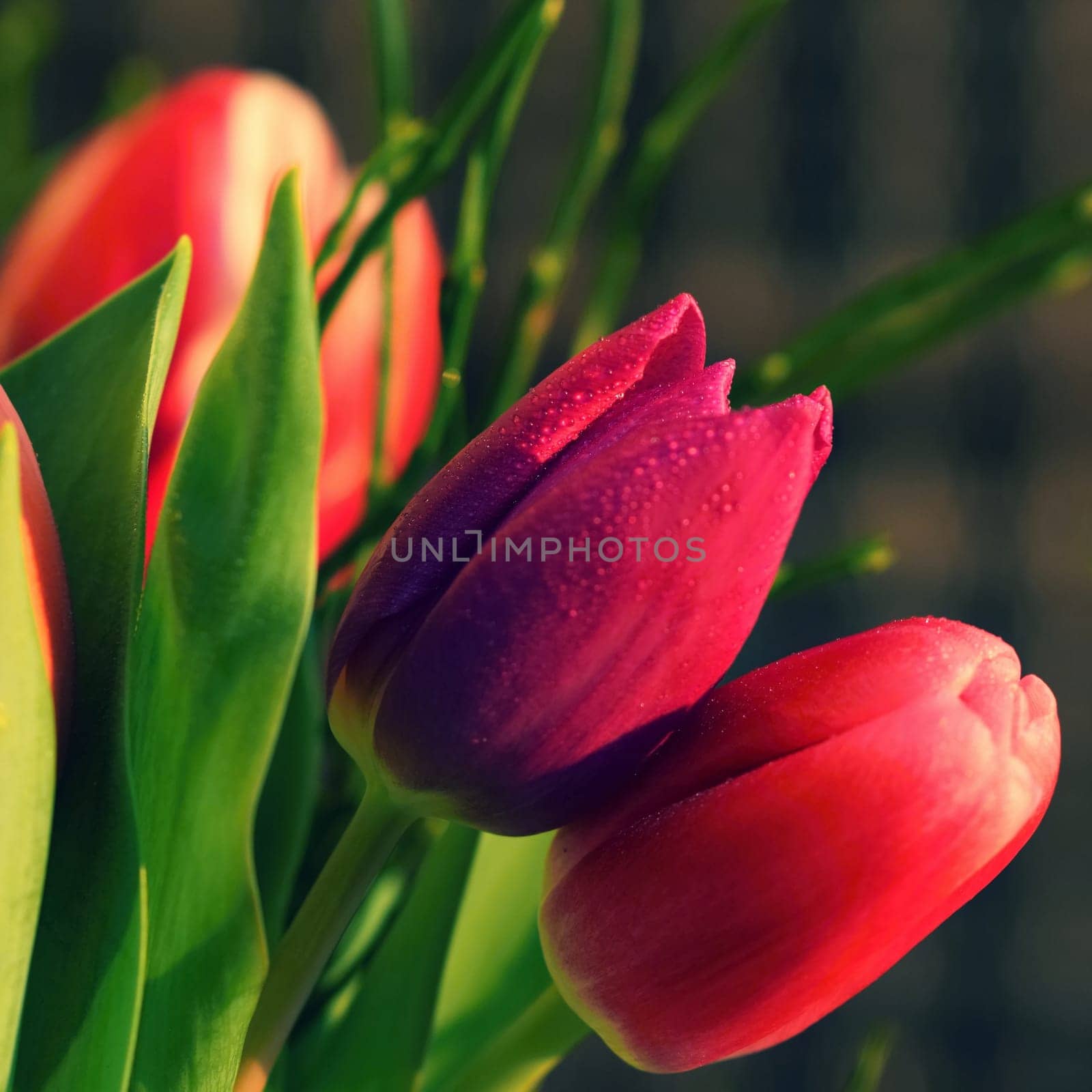 Spring background with flowers. Beautiful colorful tulip on a sunny day. Nature photography in spring time. by Montypeter