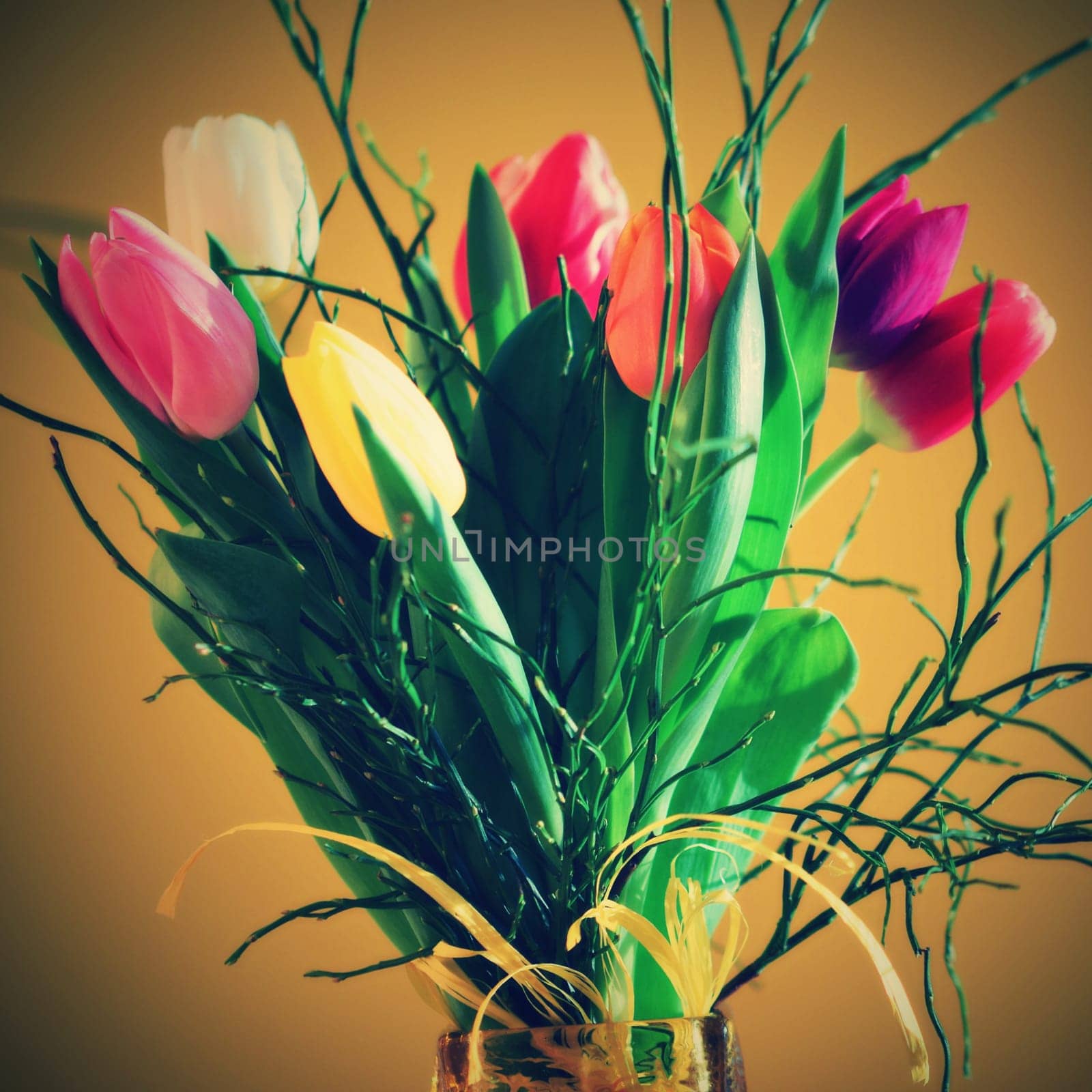 Spring background with flowers. Beautiful colorful tulip on a sunny day. Nature photography in spring time. by Montypeter