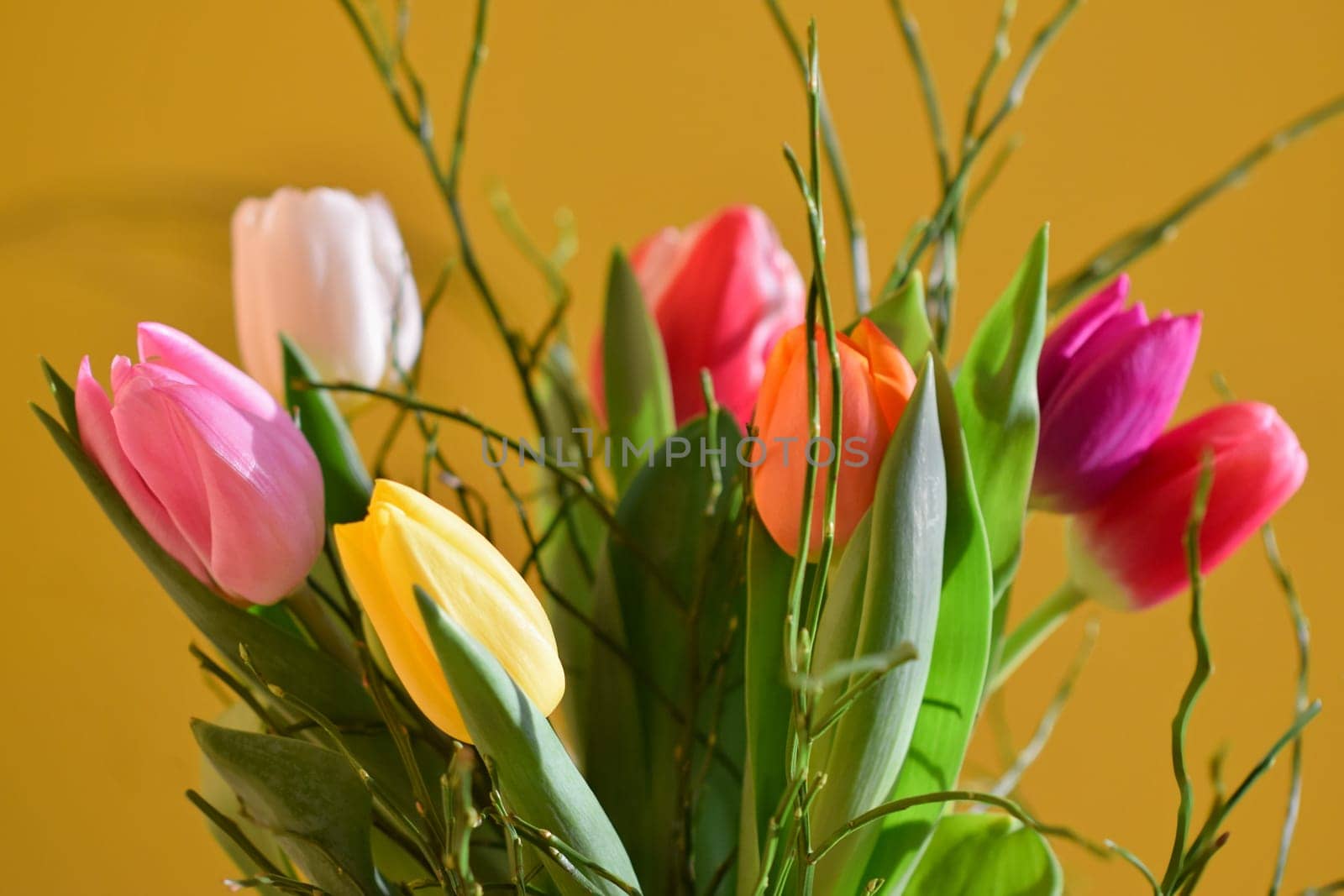 Spring background with flowers. Beautiful colorful tulip on a sunny day. Nature photography in spring time.