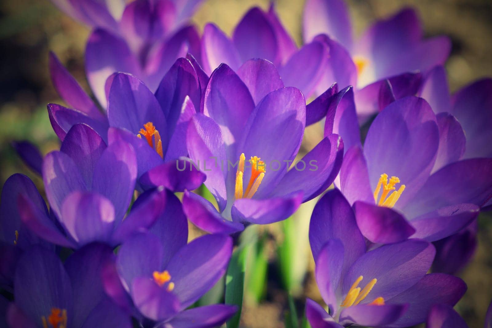 Spring flowers. Beautiful colorful first flowers on meadow with sun. Crocus Romance Yellow - Crocus Chrysanthus - Crocus tommasinianus - Crocus Tommasini.