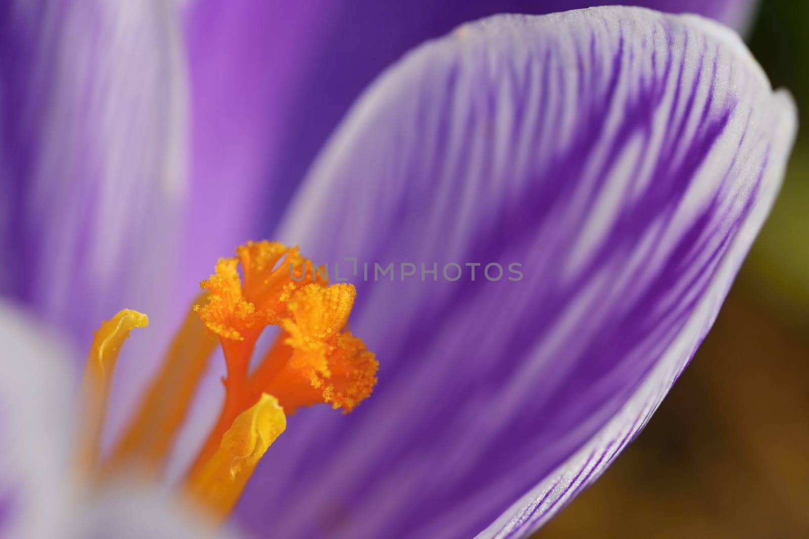 Spring flowers. Beautiful colorful first flowers on meadow with sun. Crocus Romance Yellow - Crocus Chrysanthus - Crocus tommasinianus - Crocus Tommasini.