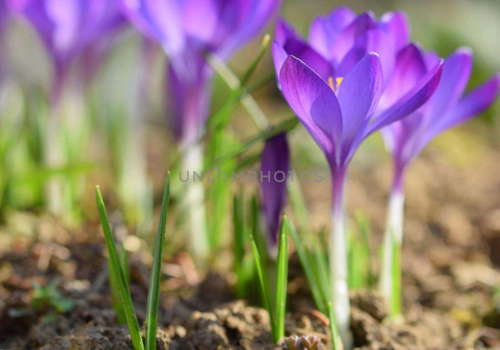 Spring flowers. Beautiful colorful first flowers on meadow with sun. Crocus Romance Yellow - Crocus Chrysanthus - Crocus tommasinianus - Crocus Tommasini.