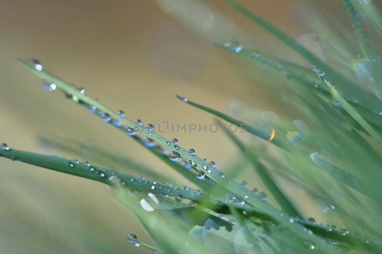 Spring. Beautiful natural background of green grass with dew and water drops. Seasonal concept - morning in nature.