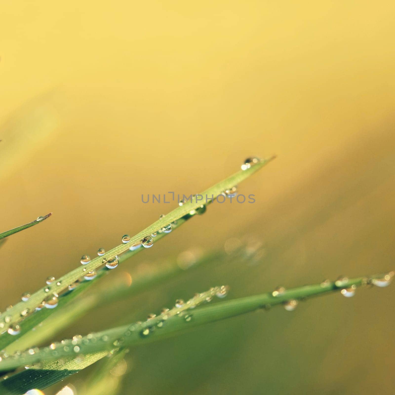 Spring. Beautiful natural background of green grass with dew and water drops. Seasonal concept - morning in nature.