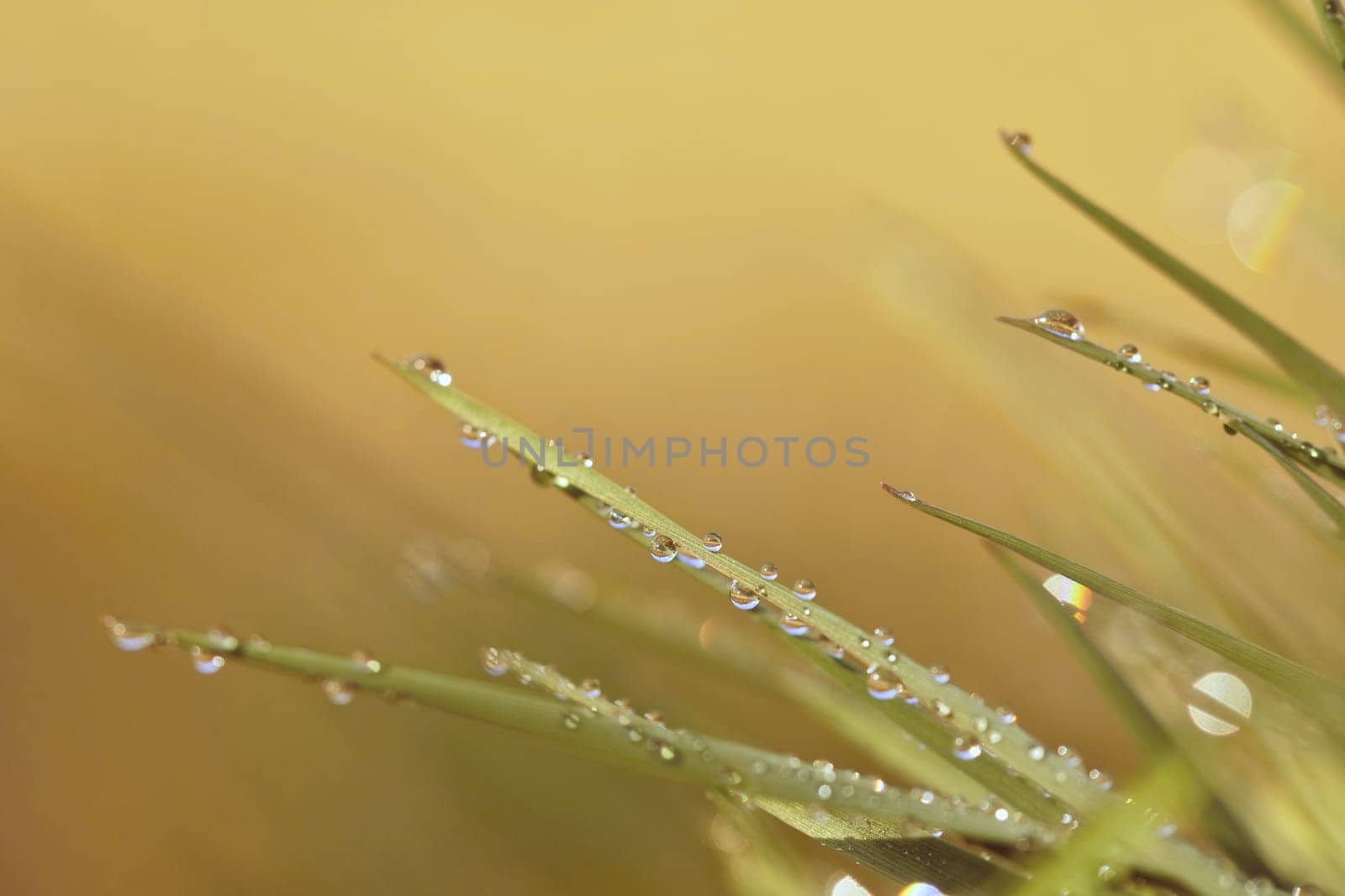 Spring. Beautiful natural background of green grass with dew and water drops. Seasonal concept - morning in nature.